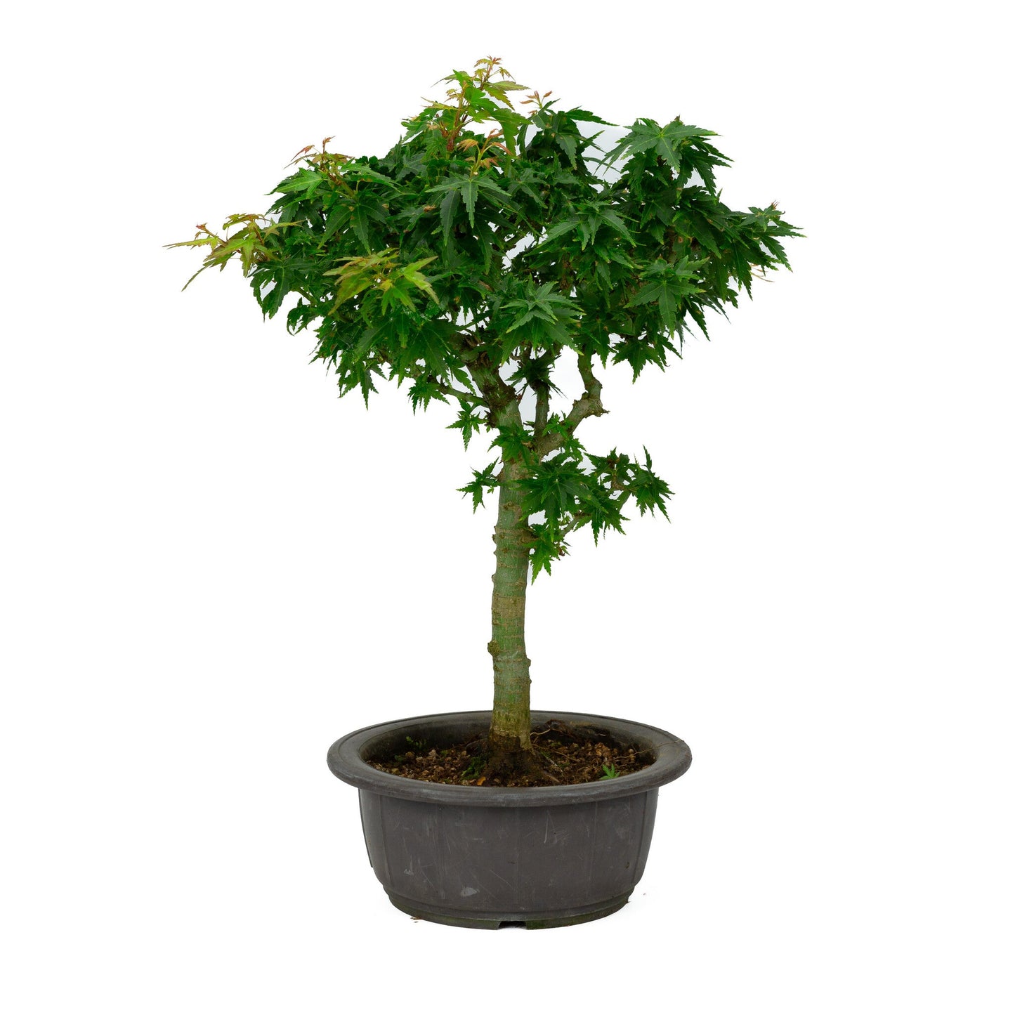 Bonsaï d'extérieur Acer palmatum « Kotohime » pot en plastique 18 cm, hauteur ~ 43 cm