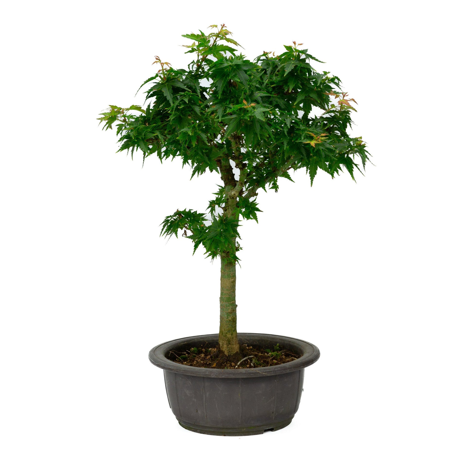 Bonsaï d'extérieur Acer palmatum « Kotohime » pot en plastique 18 cm, hauteur ~ 43 cm