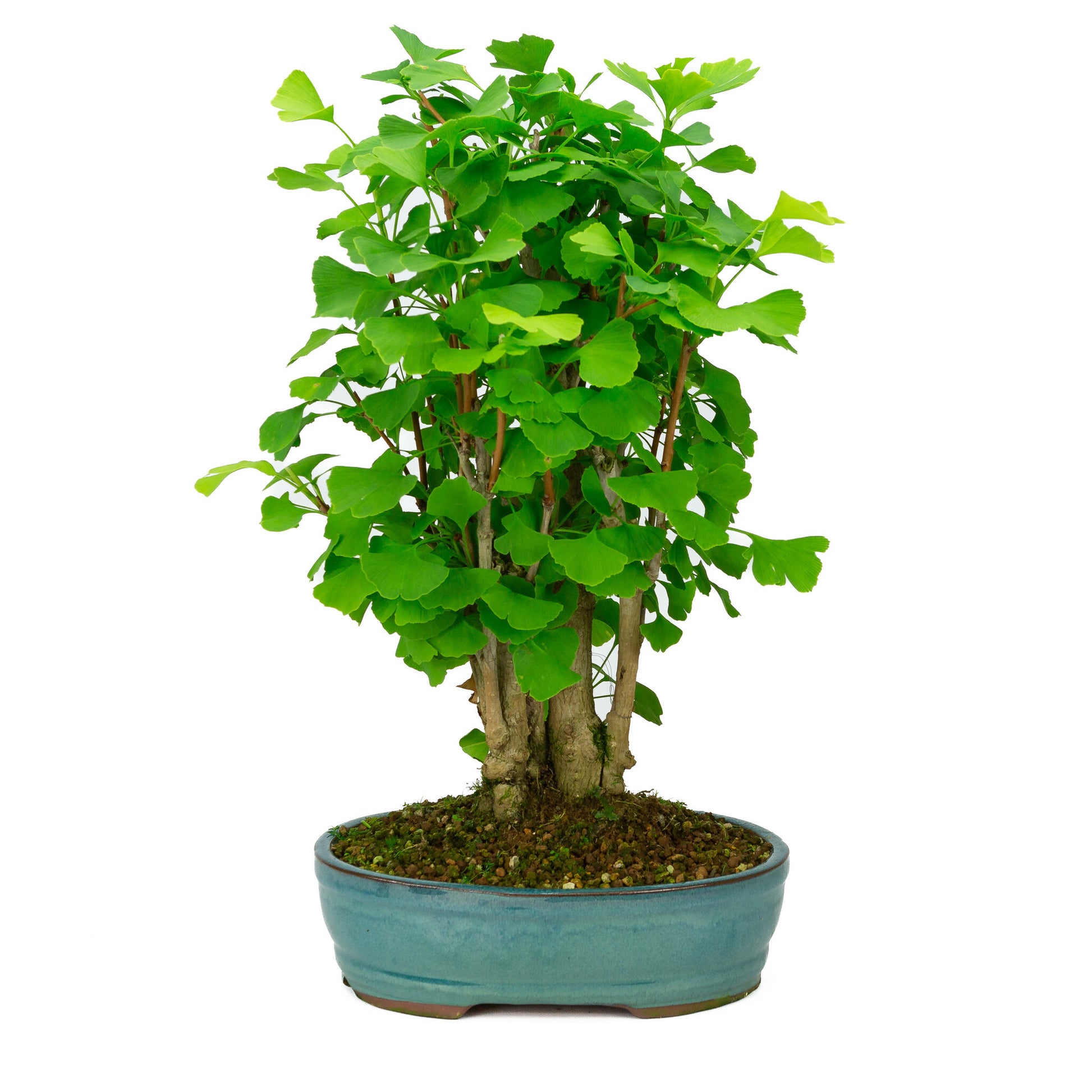 Bonsaï d'extérieur Ginkgo biloba, pot ovale vert, 27 cm, hauteur ~51 cm