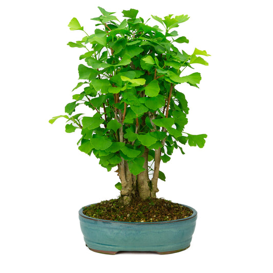 Bonsaï d'extérieur Ginkgo biloba, pot ovale vert, 27 cm, hauteur ~51 cm
