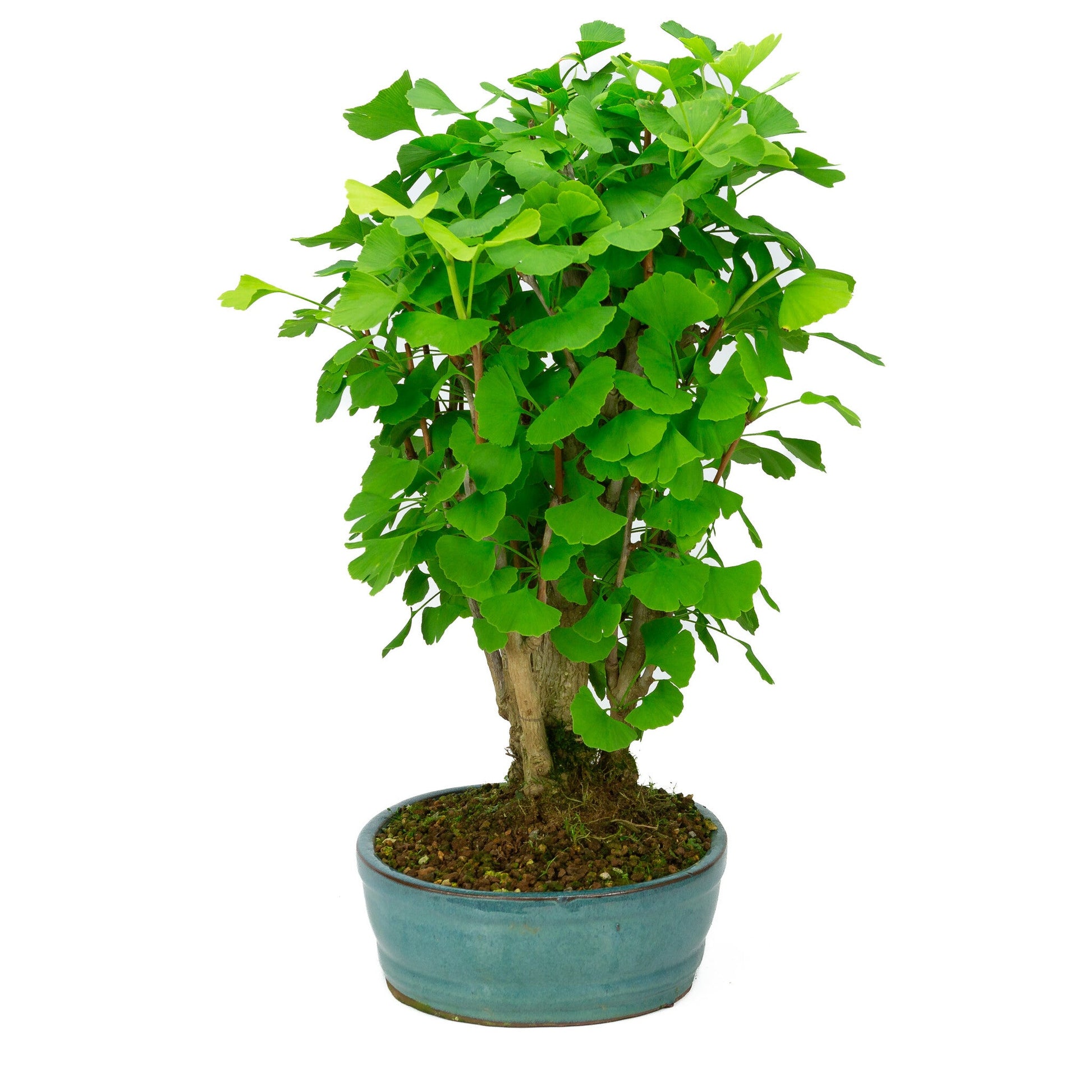 Bonsaï d'extérieur Ginkgo biloba pot ovale vert 27 cm, hauteur ~51 cm