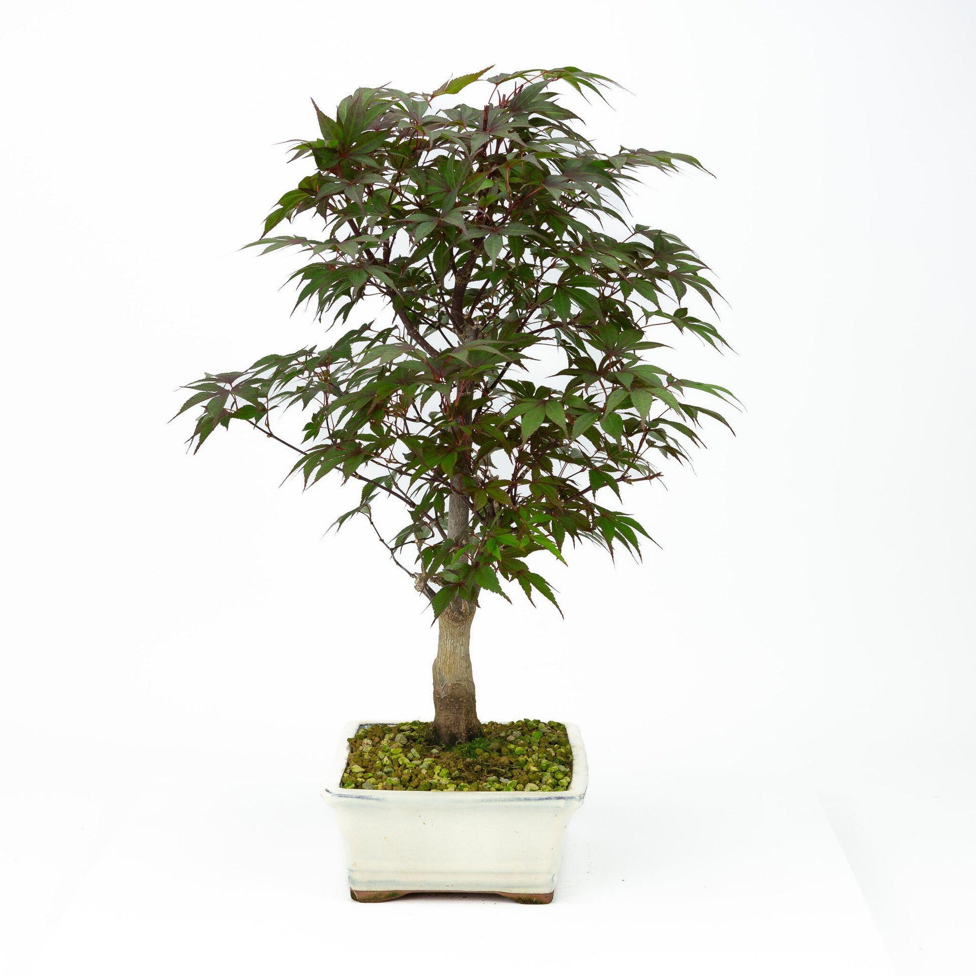 Bonsaï d'extérieur Acer palmatum Deshojo pot rectangulaire crème 21 cm, hauteur ~52 cm