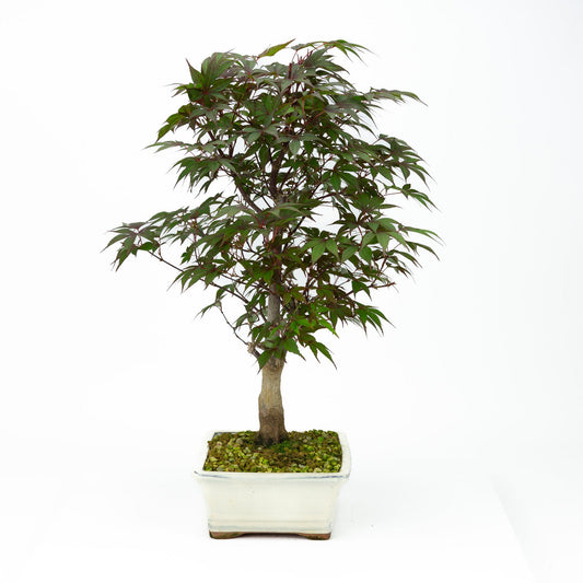 Bonsaï d'extérieur Acer palmatum Deshojo pot rectangulaire crème 21 cm, hauteur ~52 cm