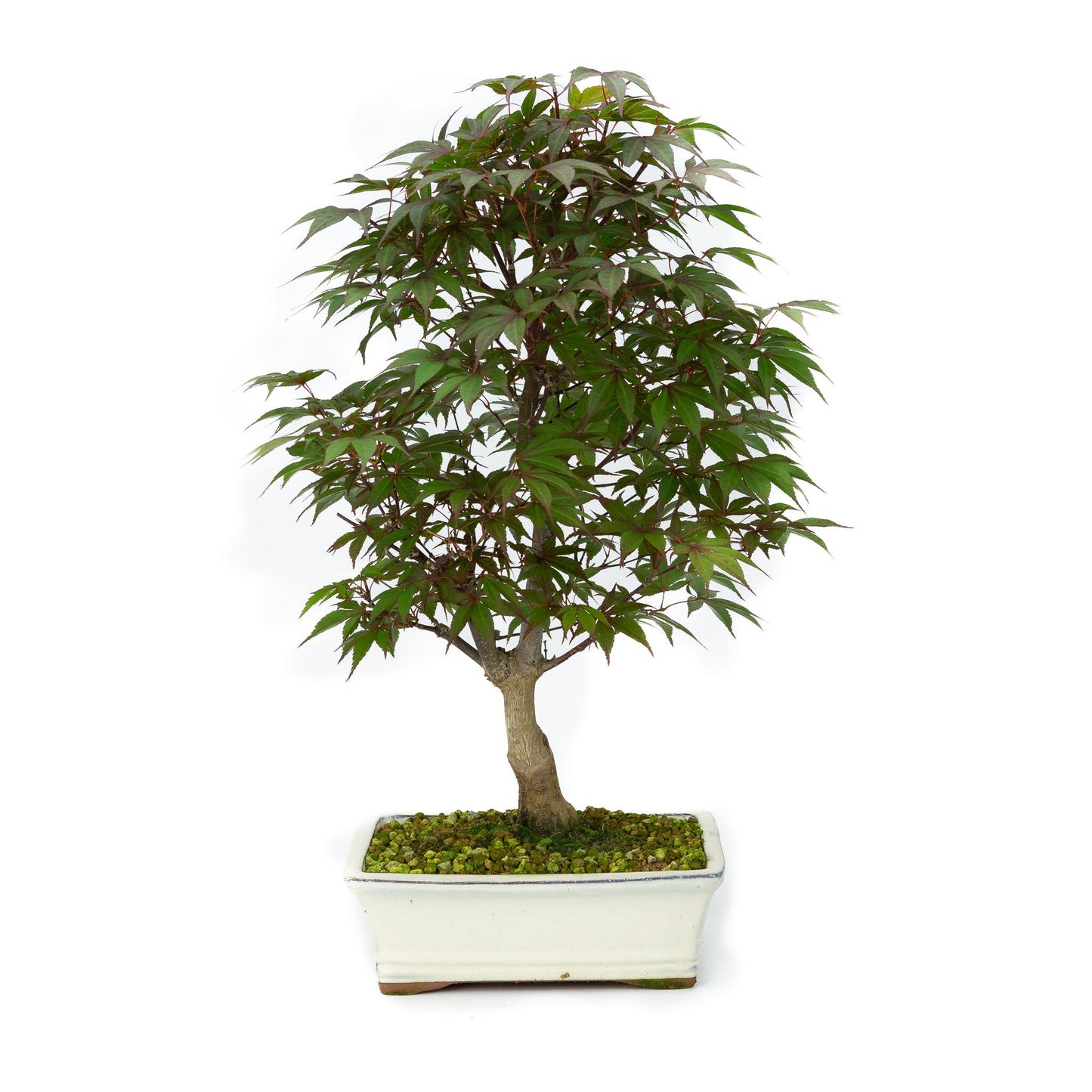 Bonsaï d'extérieur Acer palmatum Deshojo pot rectangulaire crème 21 cm, hauteur ~52 cm