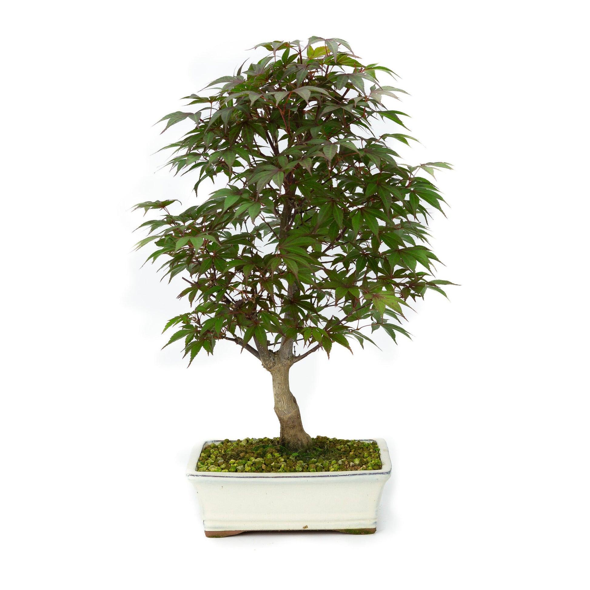 Bonsaï d'extérieur Acer palmatum Deshojo pot rectangulaire crème 21 cm, hauteur ~52 cm
