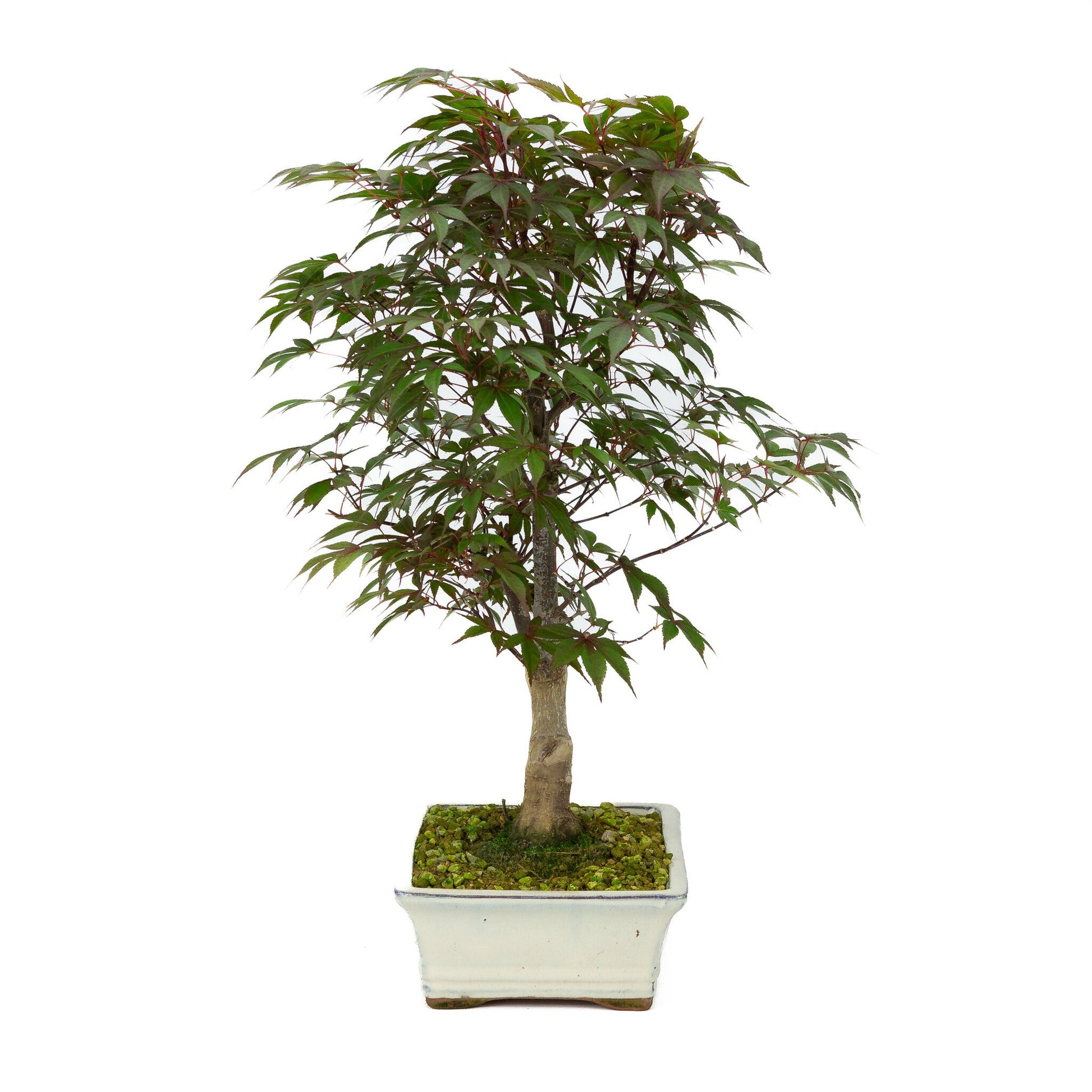 Bonsaï d'extérieur Acer palmatum Deshojo pot rectangulaire crème 21 cm, hauteur ~52 cm