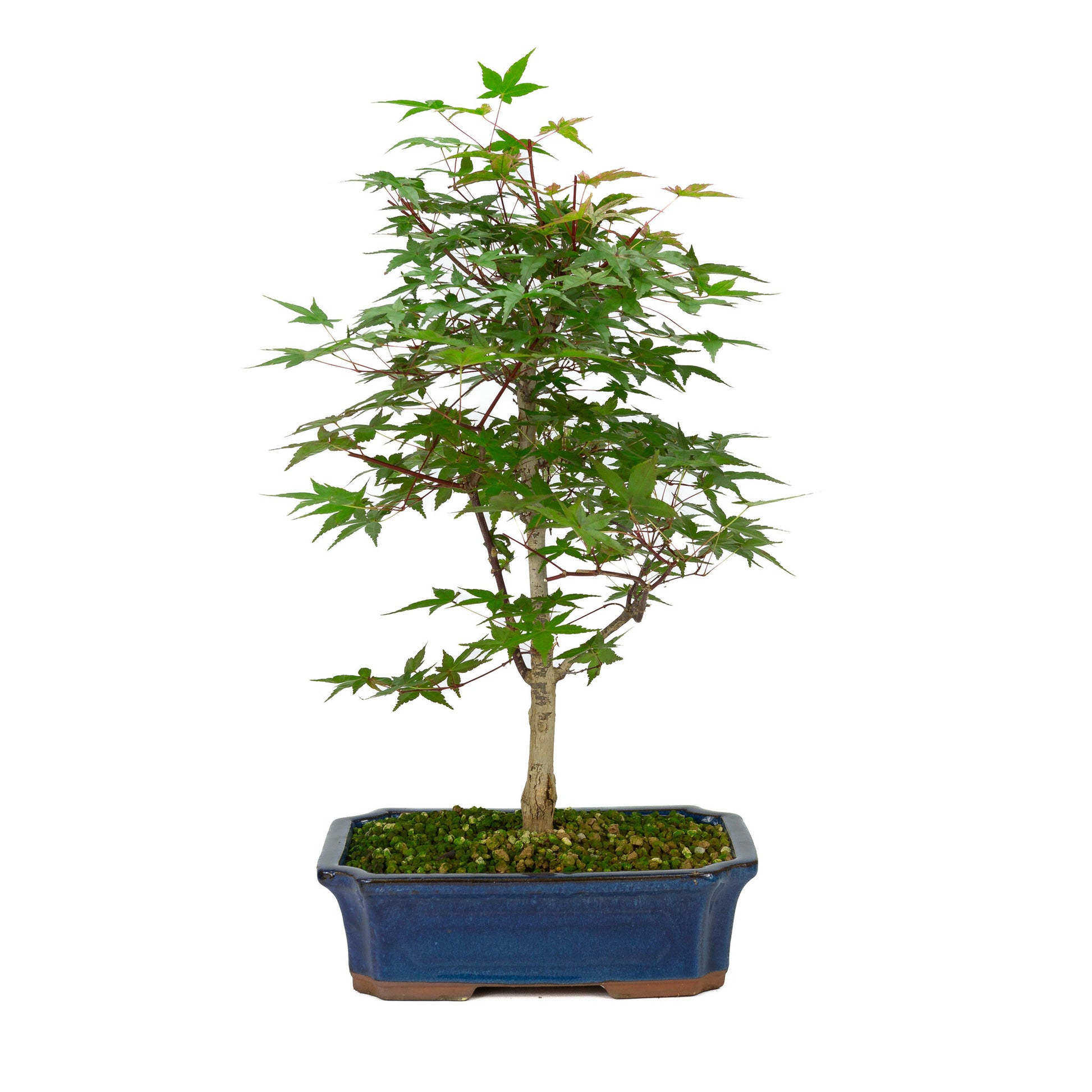 Bonsaï d'extérieur Acer palmatum Deshojo bleu, pot Mokko 25 cm, hauteur ~50 cm