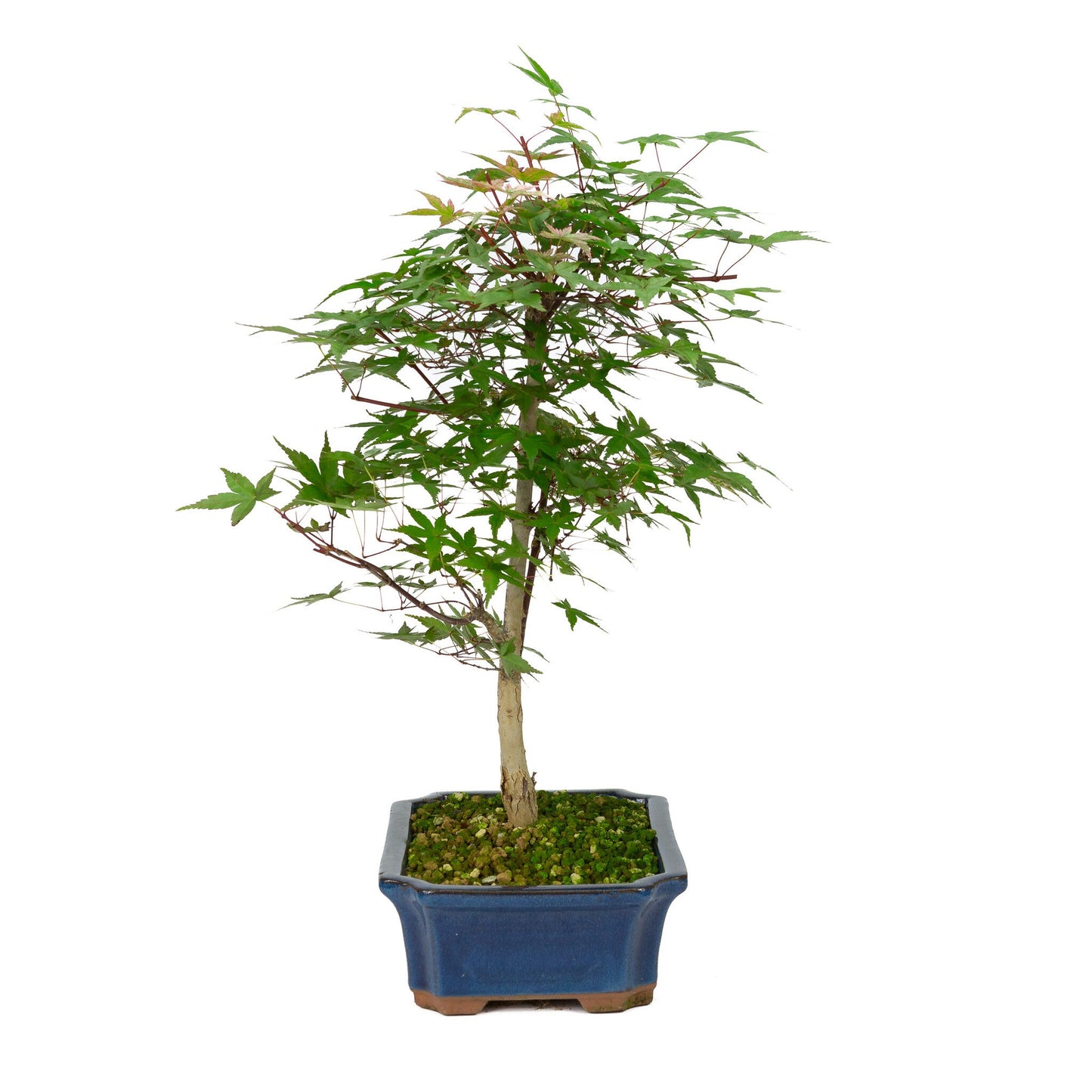Bonsaï d'extérieur Acer palmatum Deshojo pot Mokko bleu 25 cm, hauteur ~ 50 cm