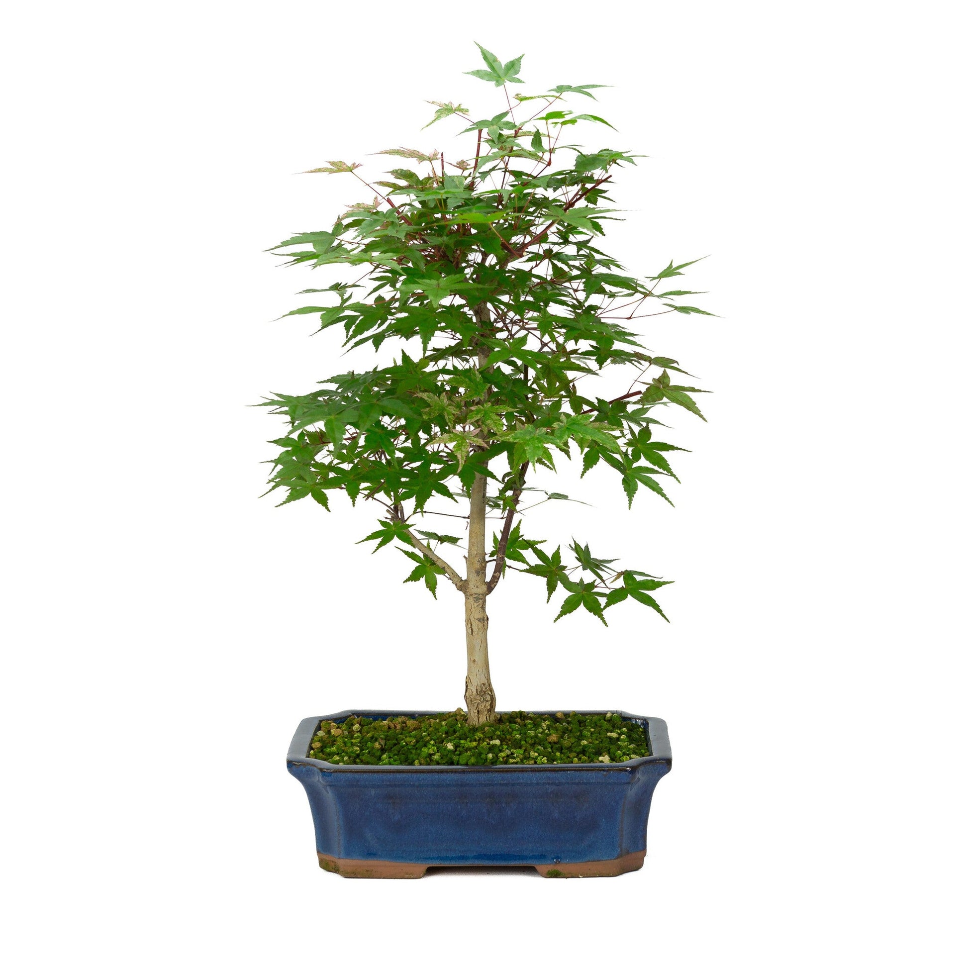 Bonsaï d'extérieur Acer palmatum Deshojo pot Mokko bleu 25 cm, hauteur ~ 50 cm