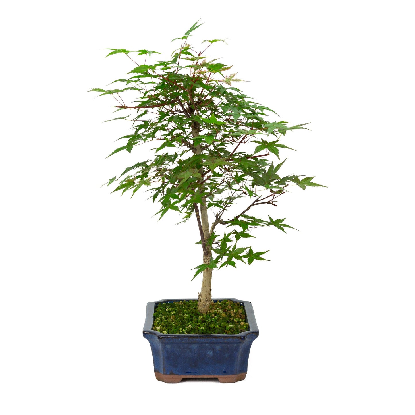 Bonsaï d'extérieur Acer palmatum Deshojo pot Mokko bleu 25 cm, hauteur ~ 50 cm