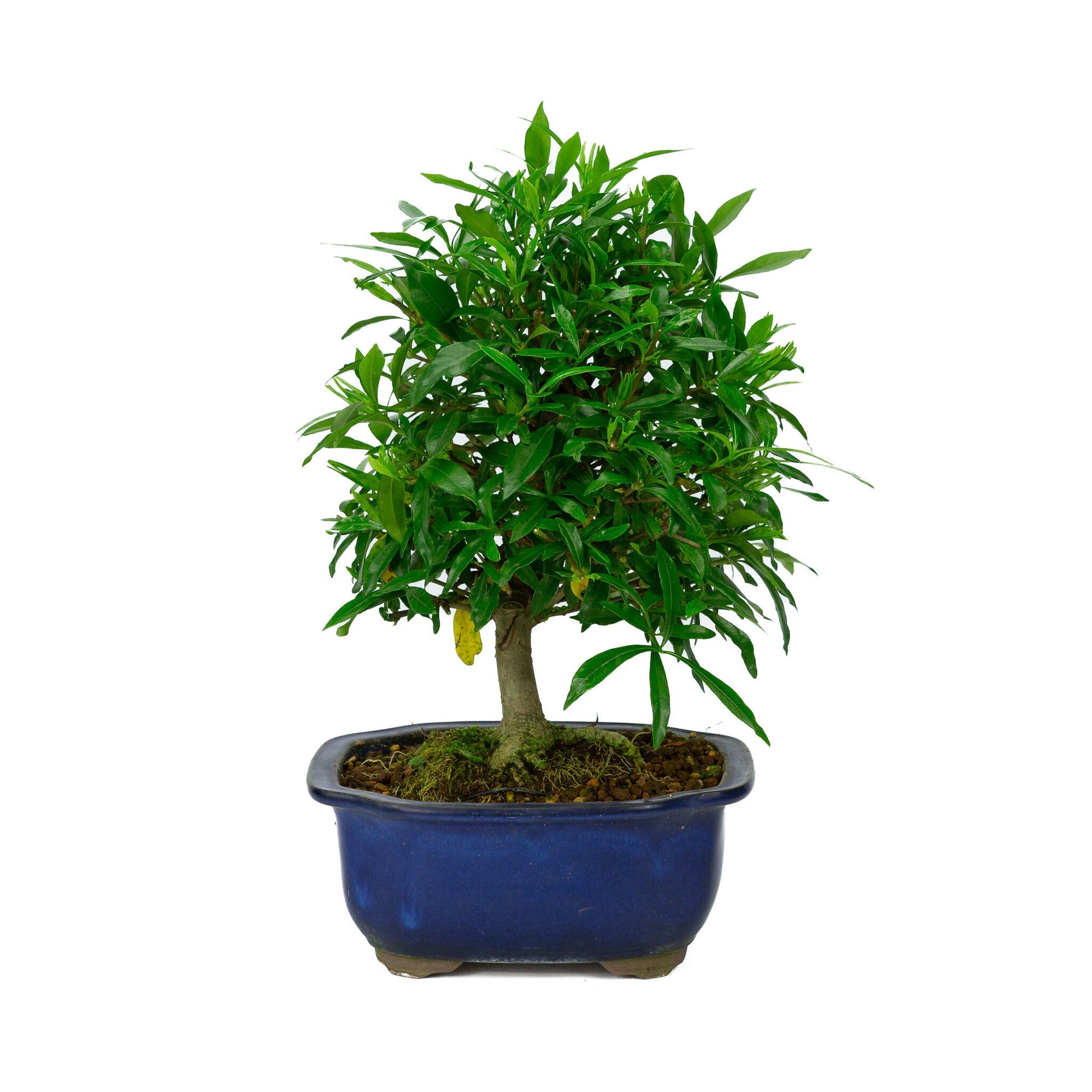 Bonsaï d'extérieur Gardenia pot Mokko bleu 20 cm, hauteur ~37 cm