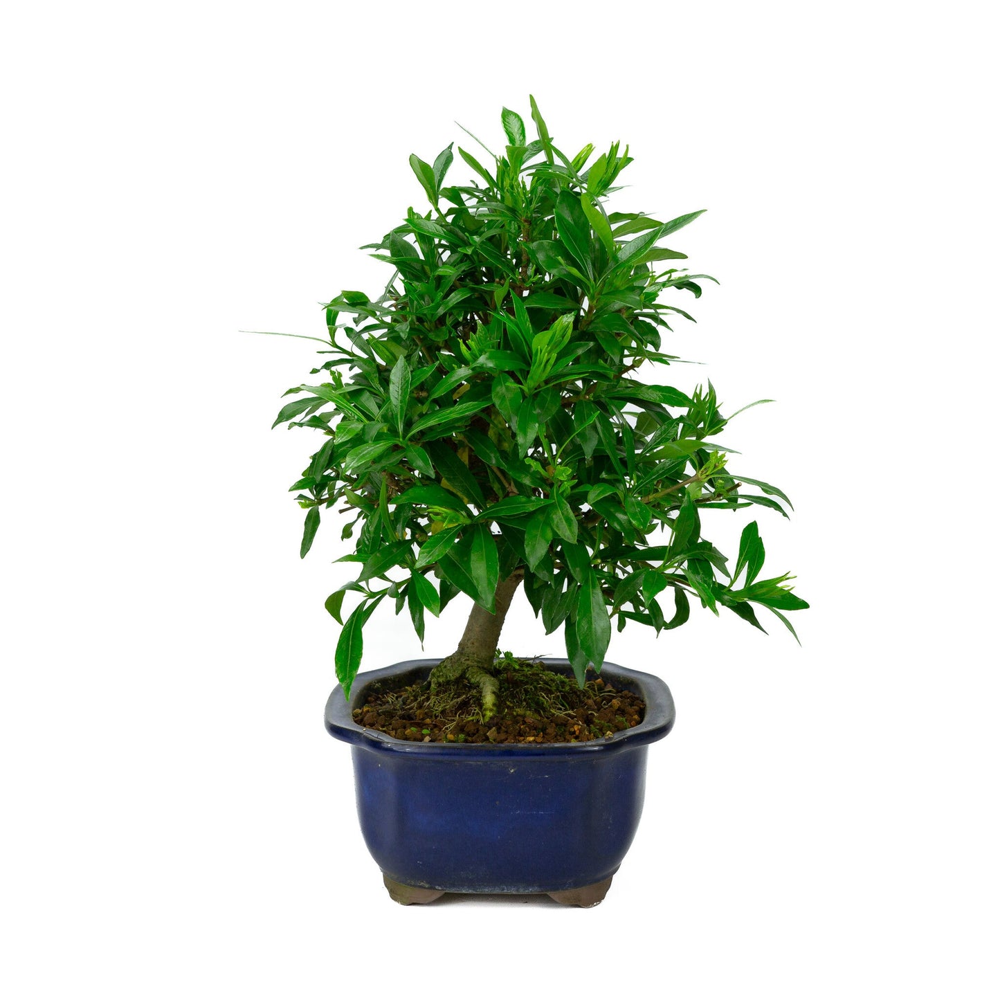 Bonsaï d'extérieur Gardenia pot Mokko bleu 20 cm, hauteur ~37 cm