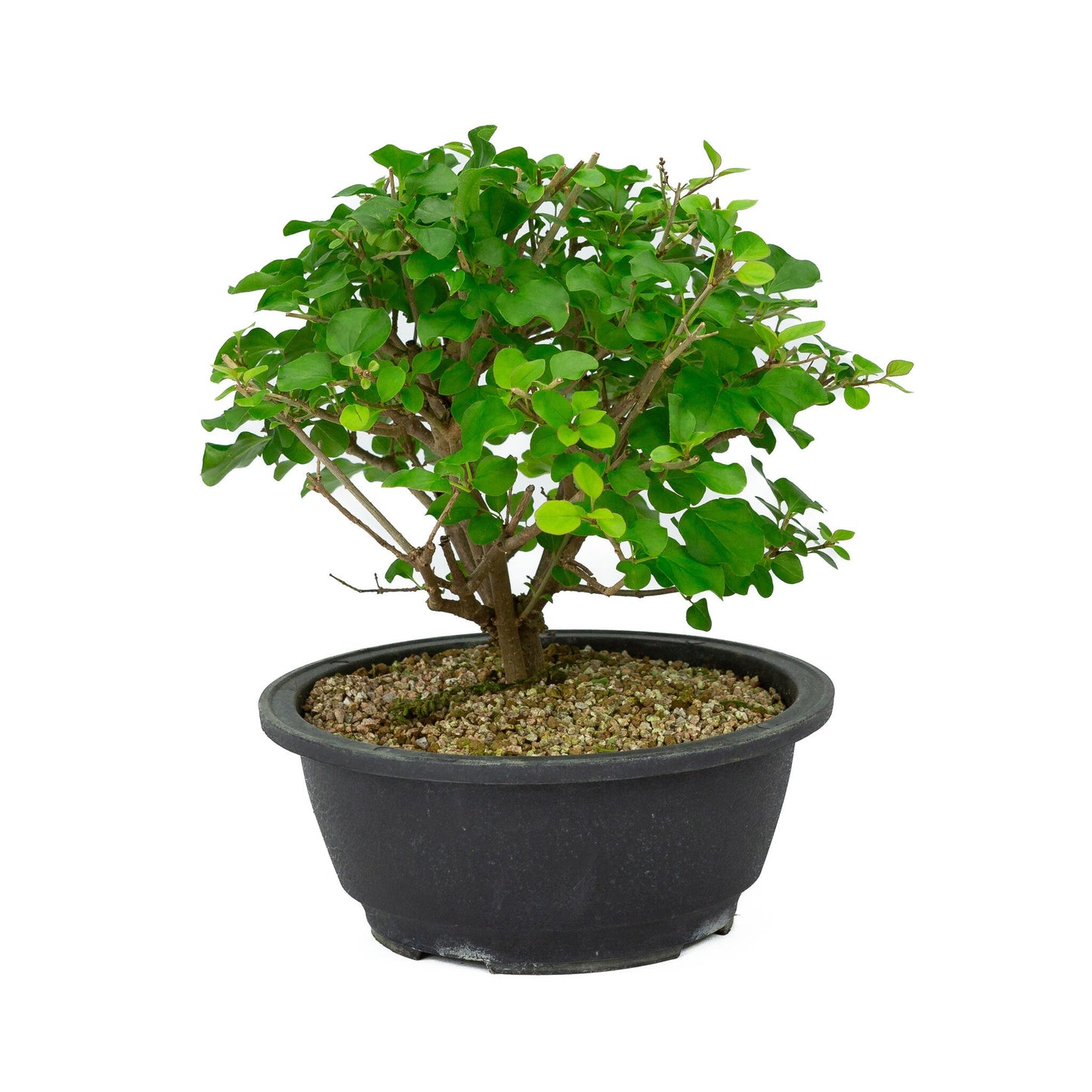 Bonsaï d'extérieur Syringa pot en plastique 20 cm, hauteur ~ 29 cm