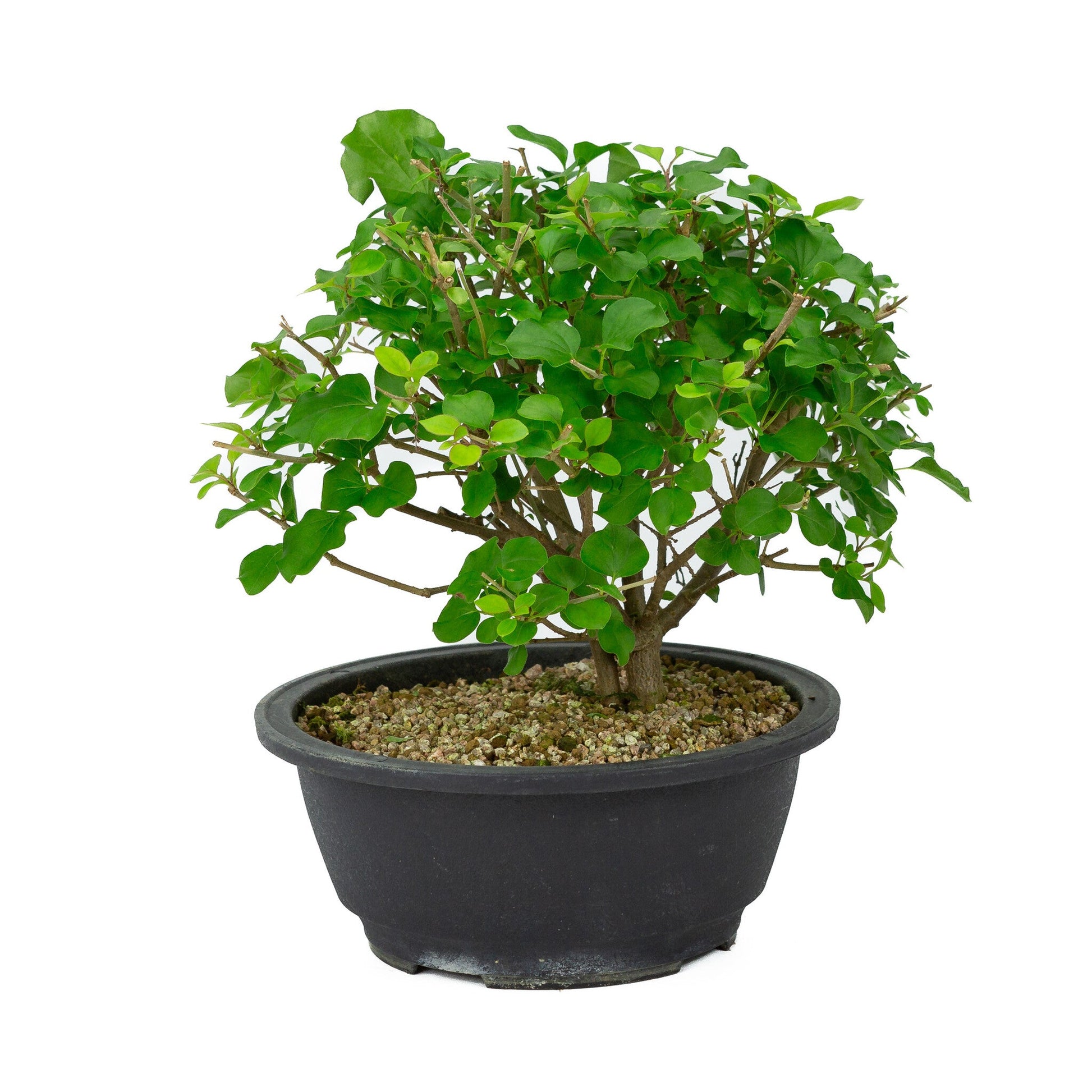Bonsaï d'extérieur Syringa pot en plastique 20 cm, hauteur ~ 29 cm