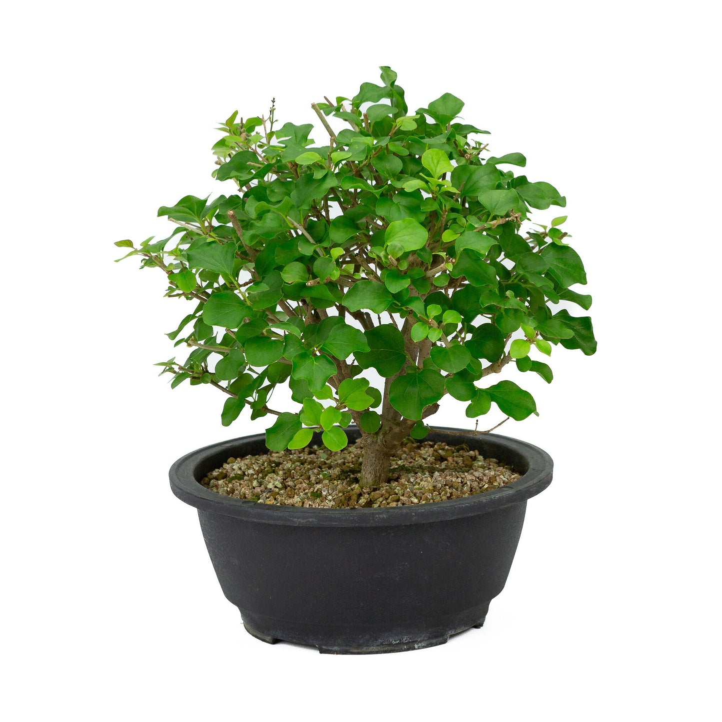 Bonsaï d'extérieur Syringa pot en plastique 20 cm, hauteur ~ 29 cm