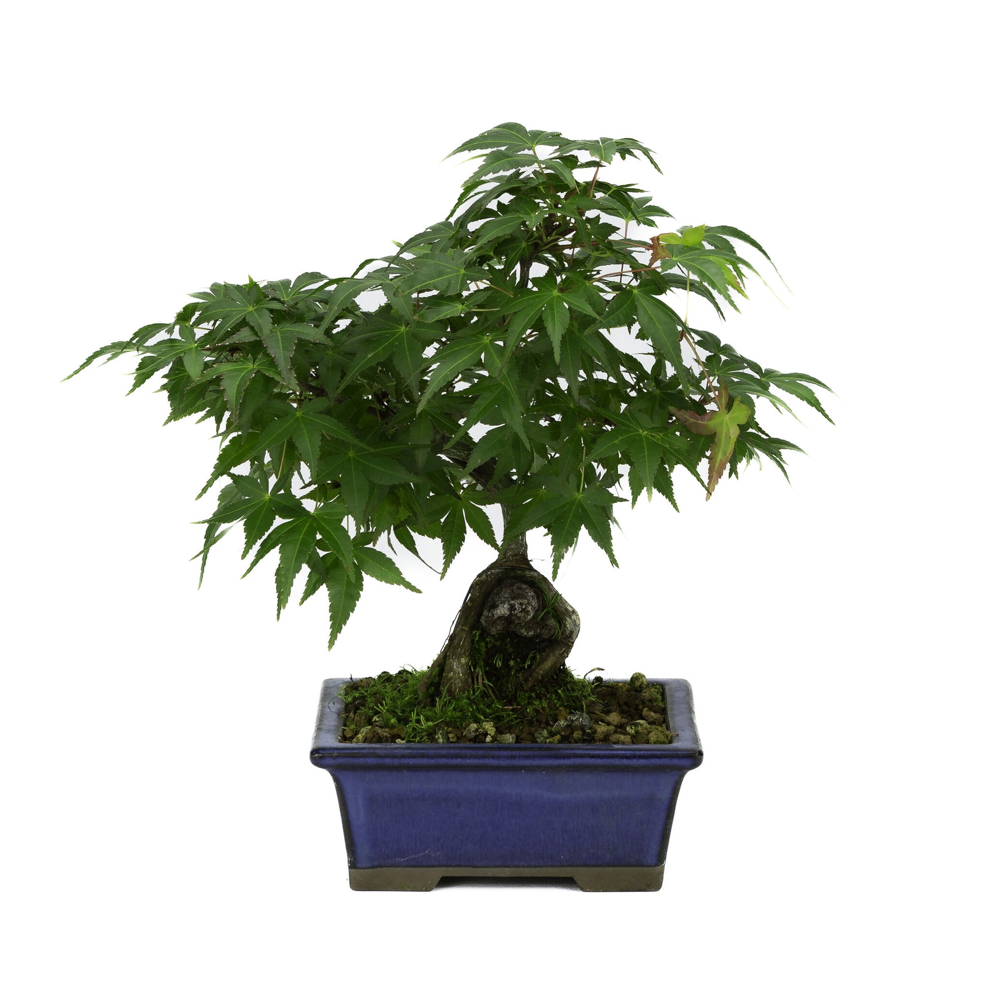 Bonsaï d'extérieur Acer palmatum, racines sur roche, pot rectangulaire bleu, 13 cm, hauteur ~26 cm