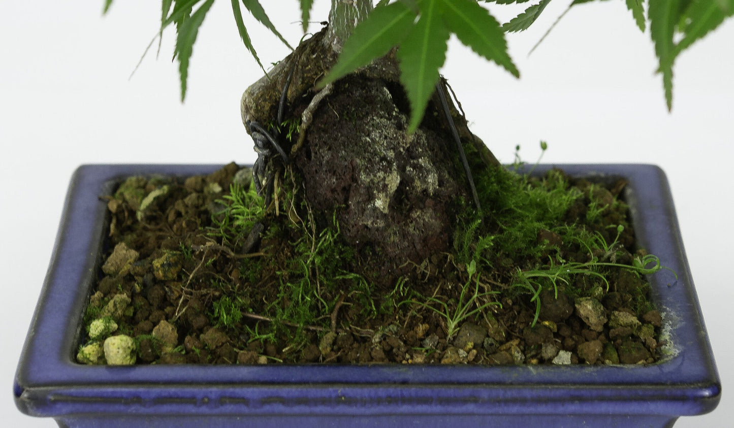 Bonsaï d'extérieur Acer palmatum racines sur rocher pot rectangulaire bleu 13 cm, hauteur ~26 cm