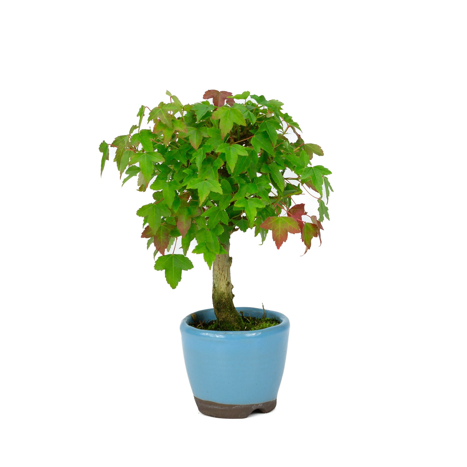 Bonsaï Shohin d'extérieur Acer buergerianum, pot rond bleu clair de 8 cm, hauteur ~23 cm