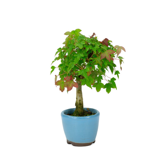 Shohin Bonsaï Acer buergerianum en pot rond bleu clair 8 cm, hauteur ~23 cm