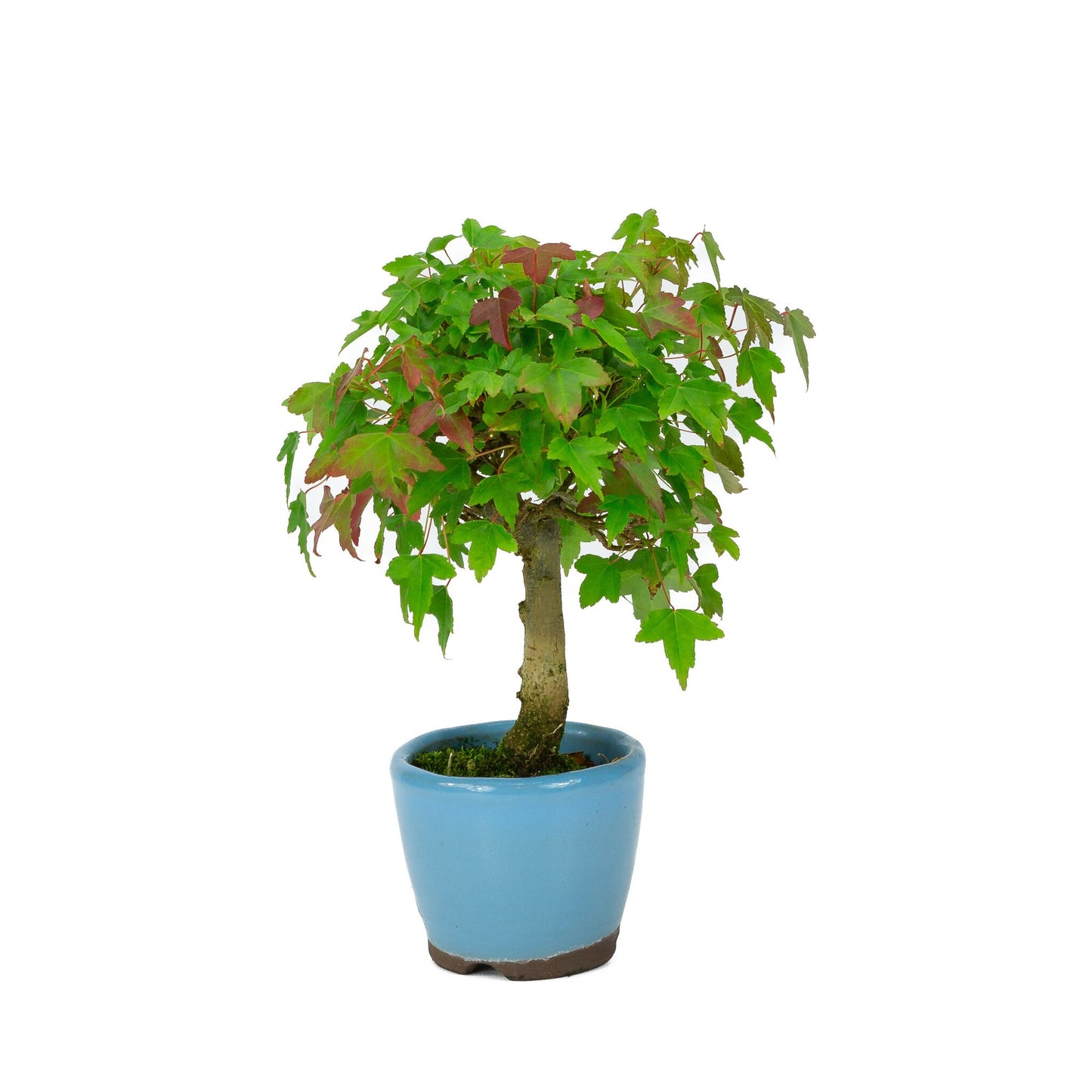 Shohin Bonsaï Acer buergerianum en pot rond bleu clair 8 cm, hauteur ~23 cm