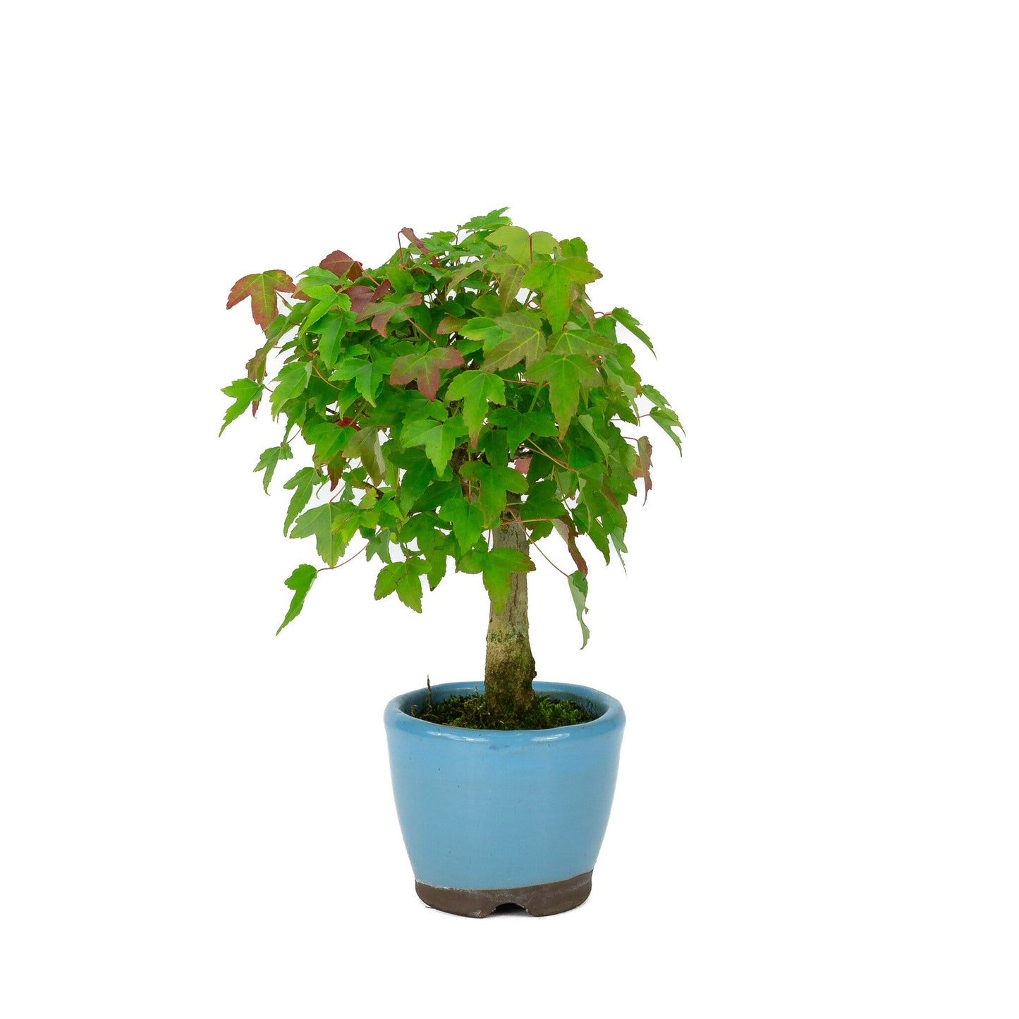 Shohin Bonsaï Acer buergerianum en pot rond bleu clair 8 cm, hauteur ~23 cm