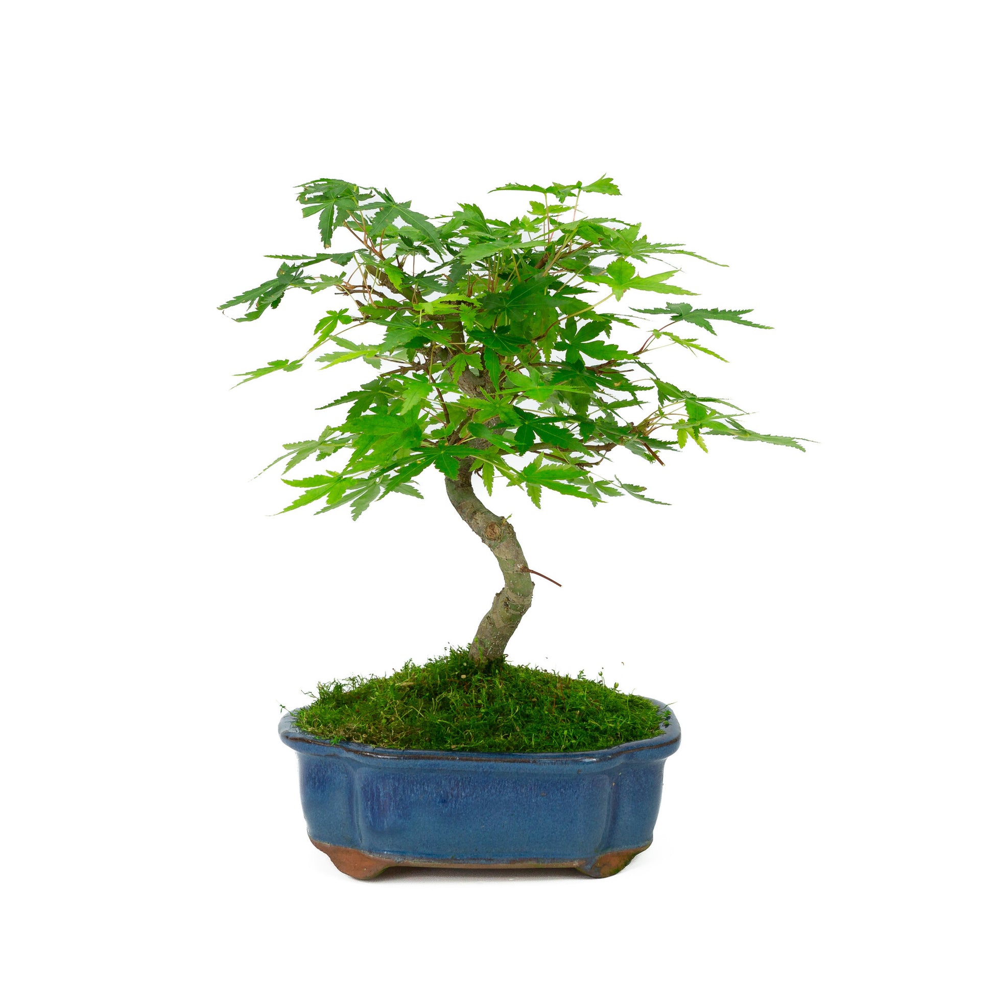 Bonsaï d'extérieur Acer palmatum bleu, pot Mokko 17 cm, hauteur ~26 cm