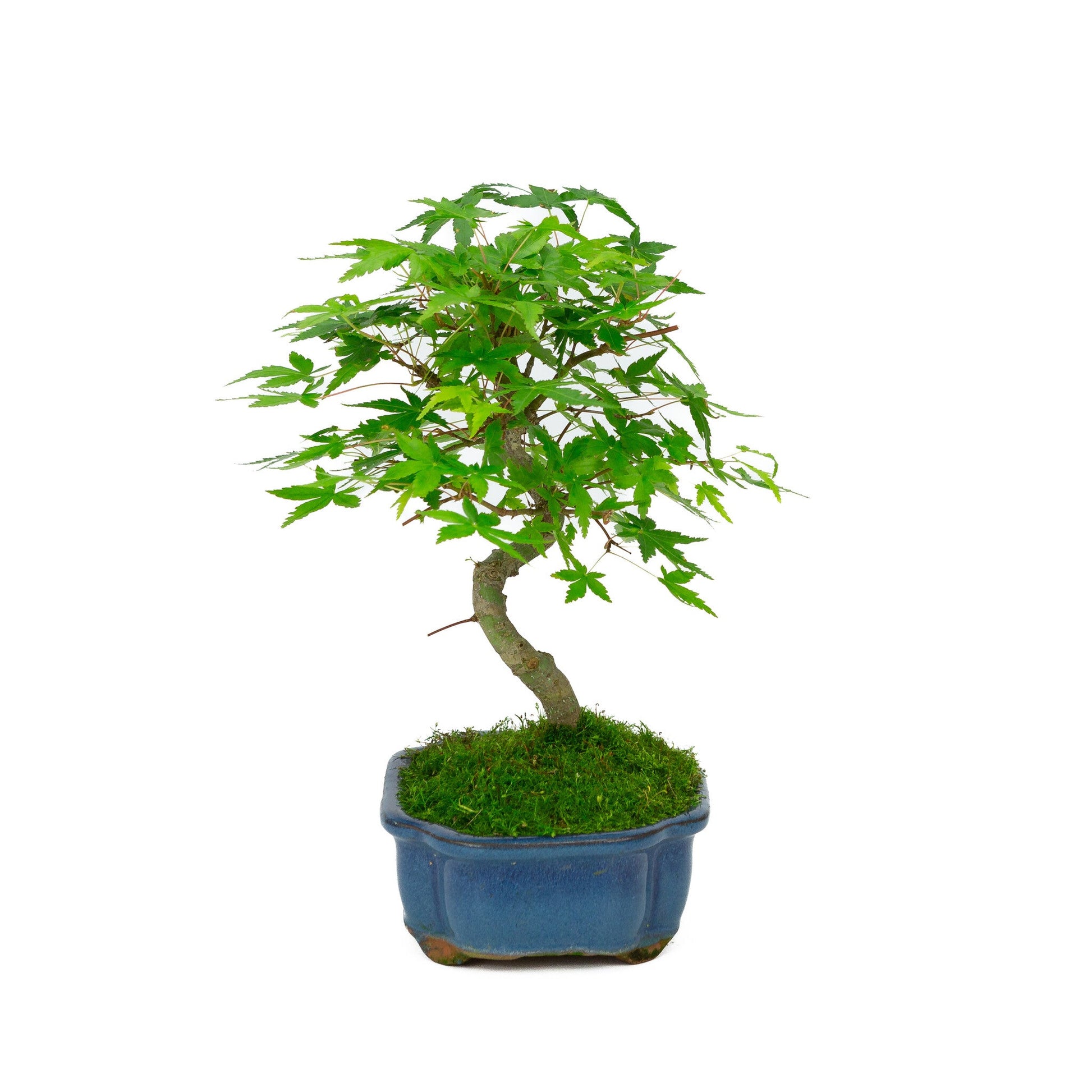 Bonsaï d'extérieur Acer palmatum pot Mokko bleu 17 cm, hauteur ~26 cm