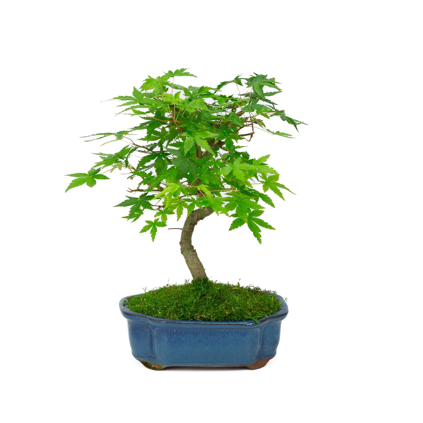 Bonsaï d'extérieur Acer palmatum pot Mokko bleu 17 cm, hauteur ~26 cm