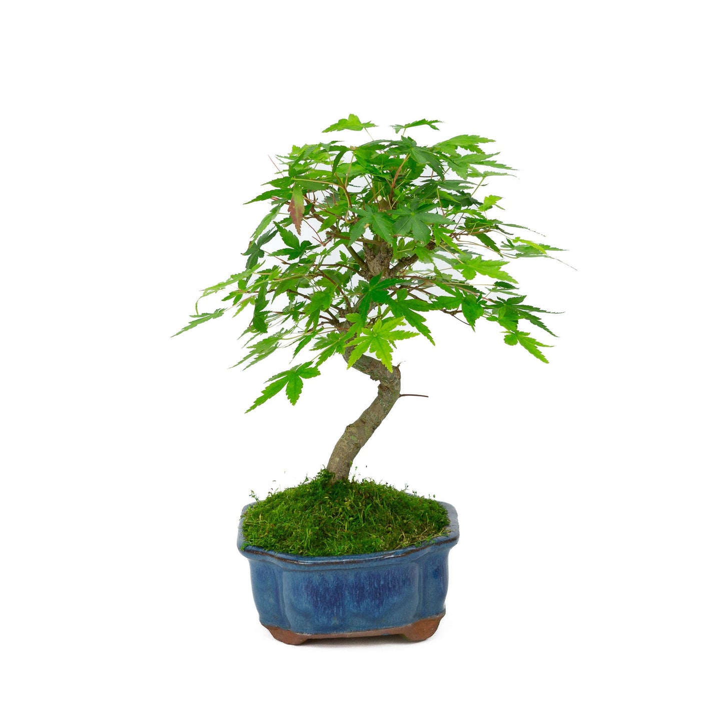 Bonsaï d'extérieur Acer palmatum pot Mokko bleu 17 cm, hauteur ~26 cm