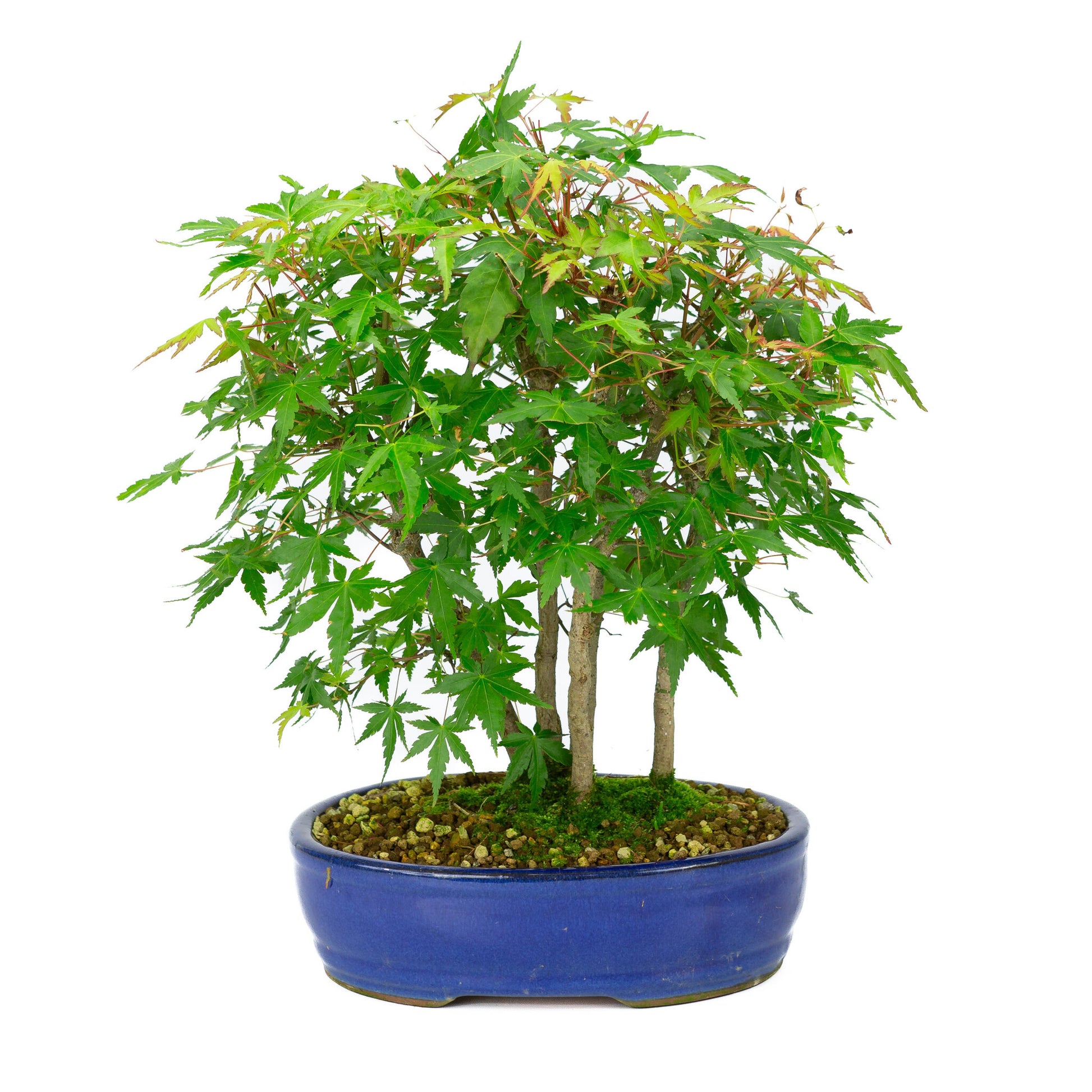 Bonsaï d'extérieur Acer palmatum, pot ovale bleu de 22 cm, hauteur ~36 cm