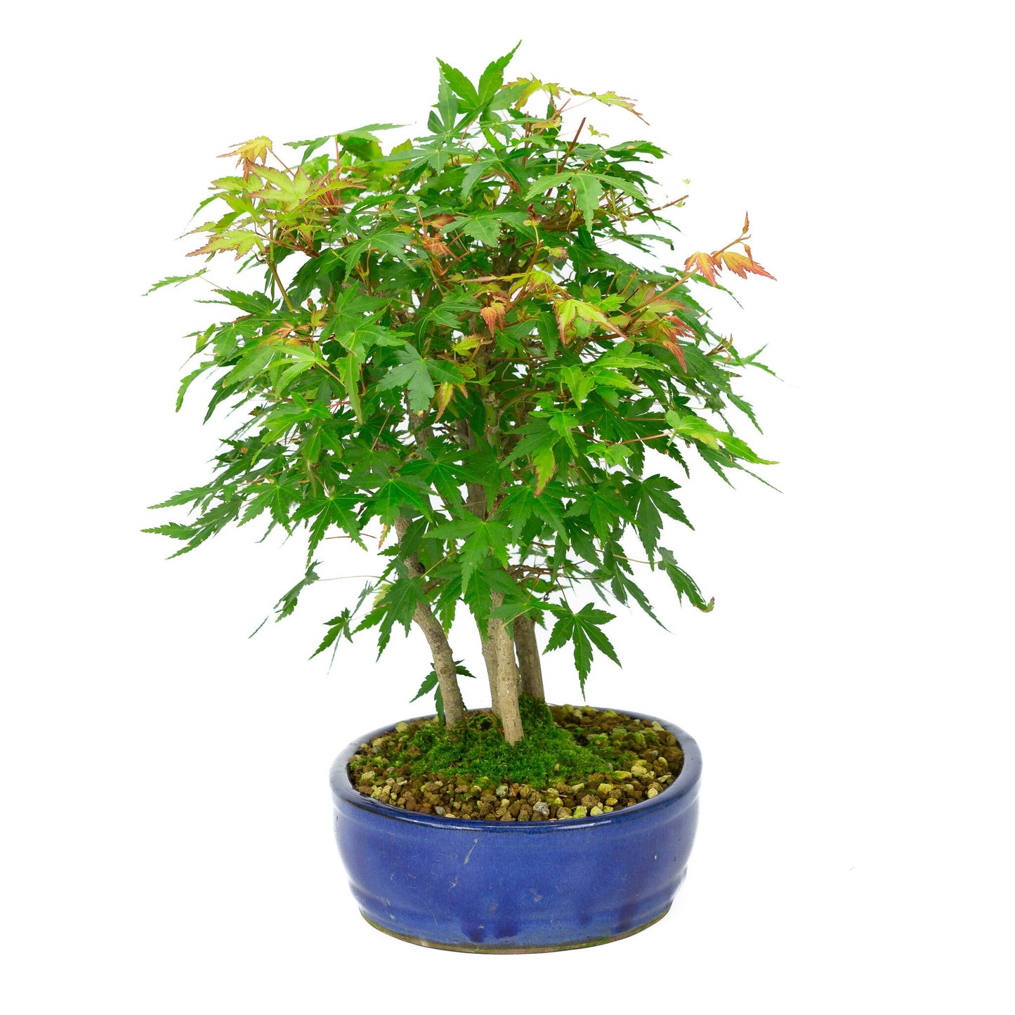 Bonsaï d'extérieur Acer palmatum pot ovale bleu 22 cm, hauteur ~36 cm