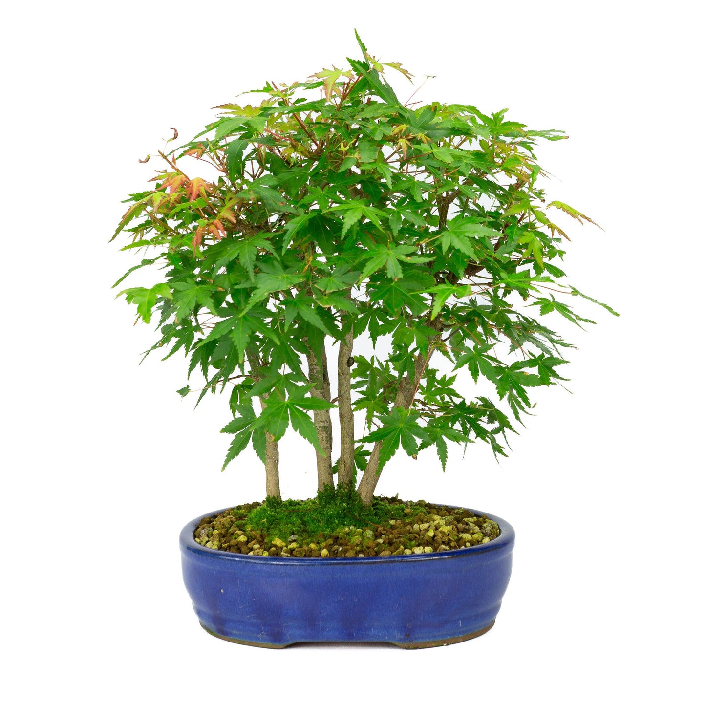 Bonsaï d'extérieur Acer palmatum pot ovale bleu 22 cm, hauteur ~36 cm