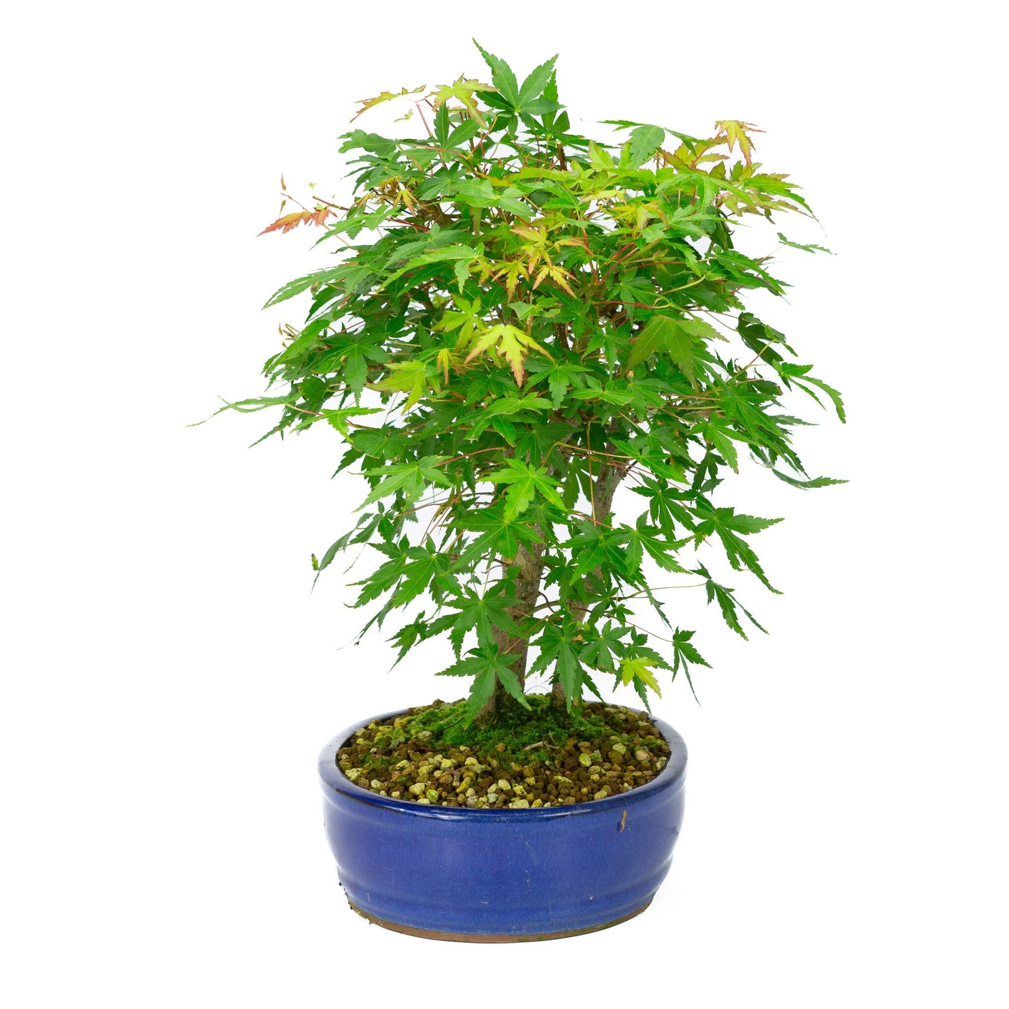Bonsaï d'extérieur Acer palmatum pot ovale bleu 22 cm, hauteur ~36 cm