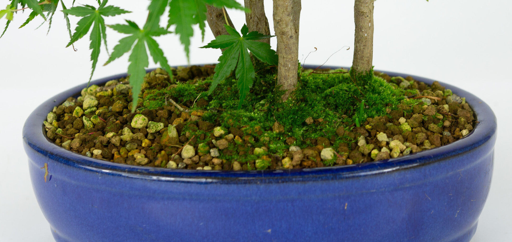 Bonsaï d'extérieur Acer palmatum pot ovale bleu 22 cm, hauteur ~36 cm