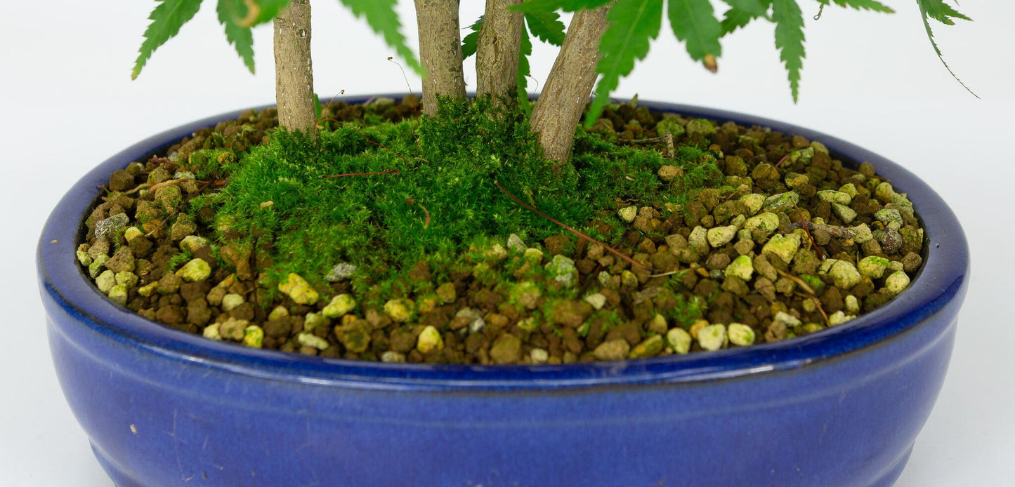 Bonsaï d'extérieur Acer palmatum pot ovale bleu 22 cm, hauteur ~36 cm