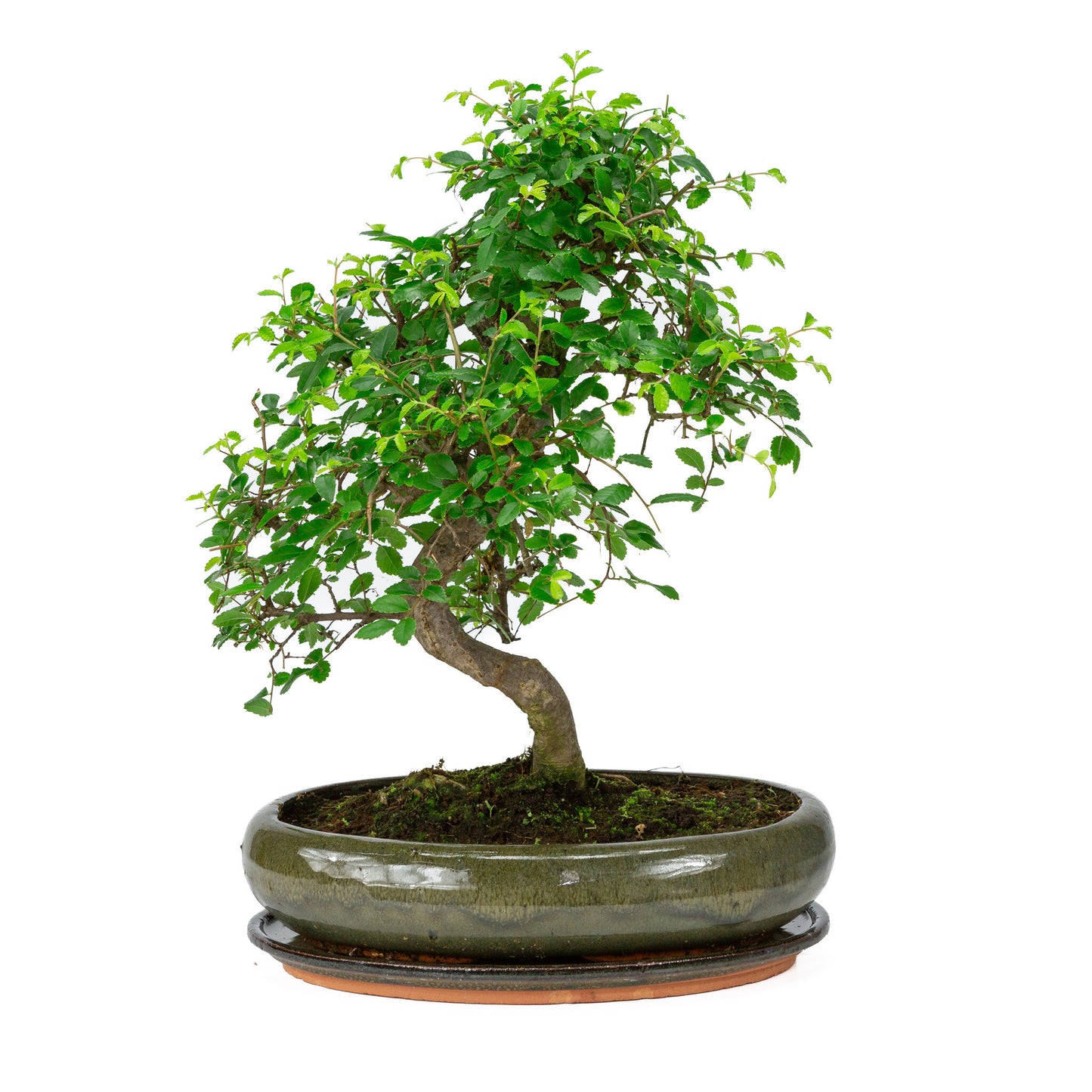 Bonsaï d'intérieur en forme de zelkova, pot ovale vert de 29 cm, hauteur ~ 40 cm