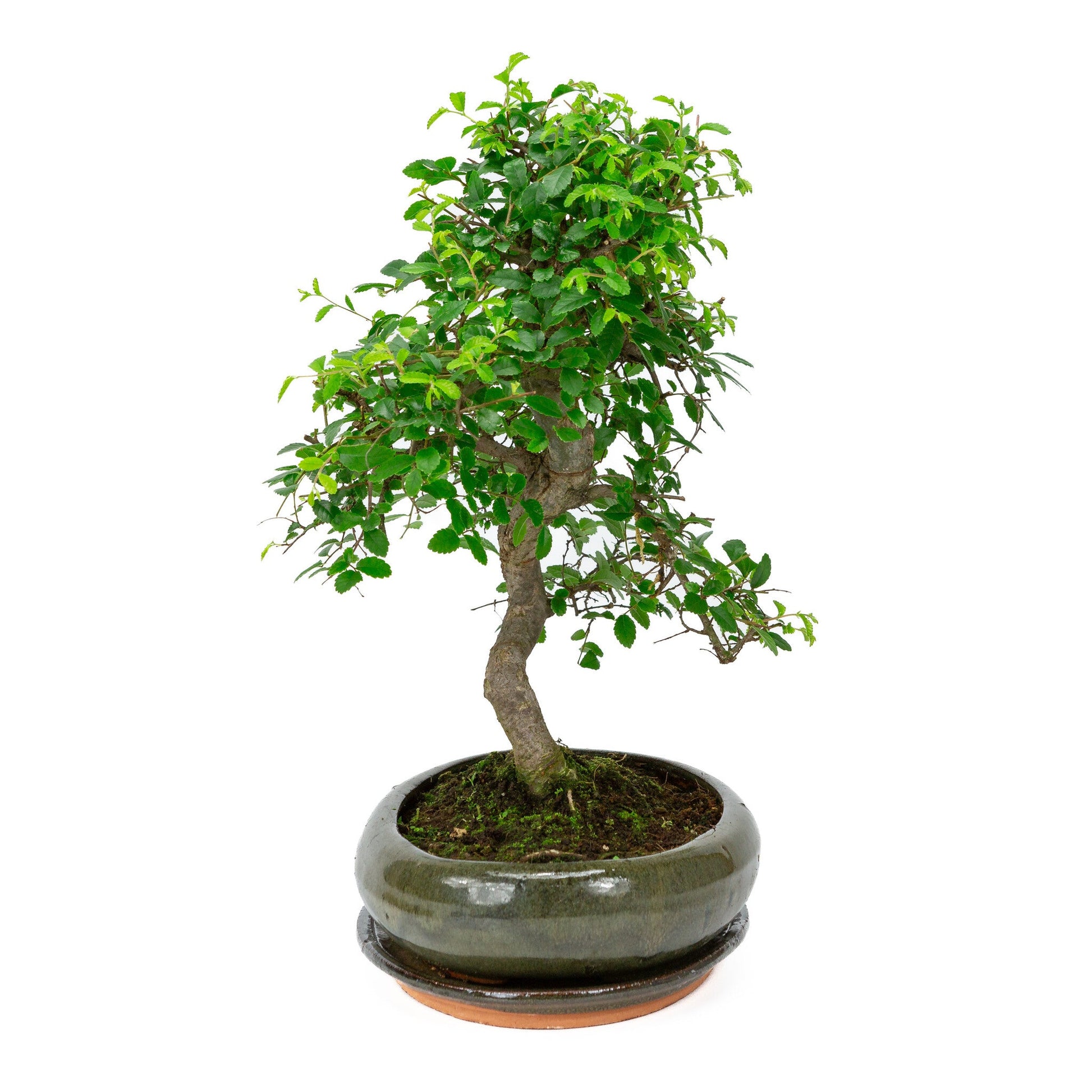 Bonsaï d'intérieur Zelkova en forme de pot ovale vert 29 cm, hauteur ~ 40 cm
