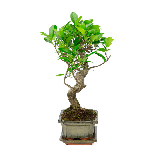 Bonsaï d'intérieur Ficus retusa en pot rectangulaire vert de 20 cm, hauteur ~ 36 cm