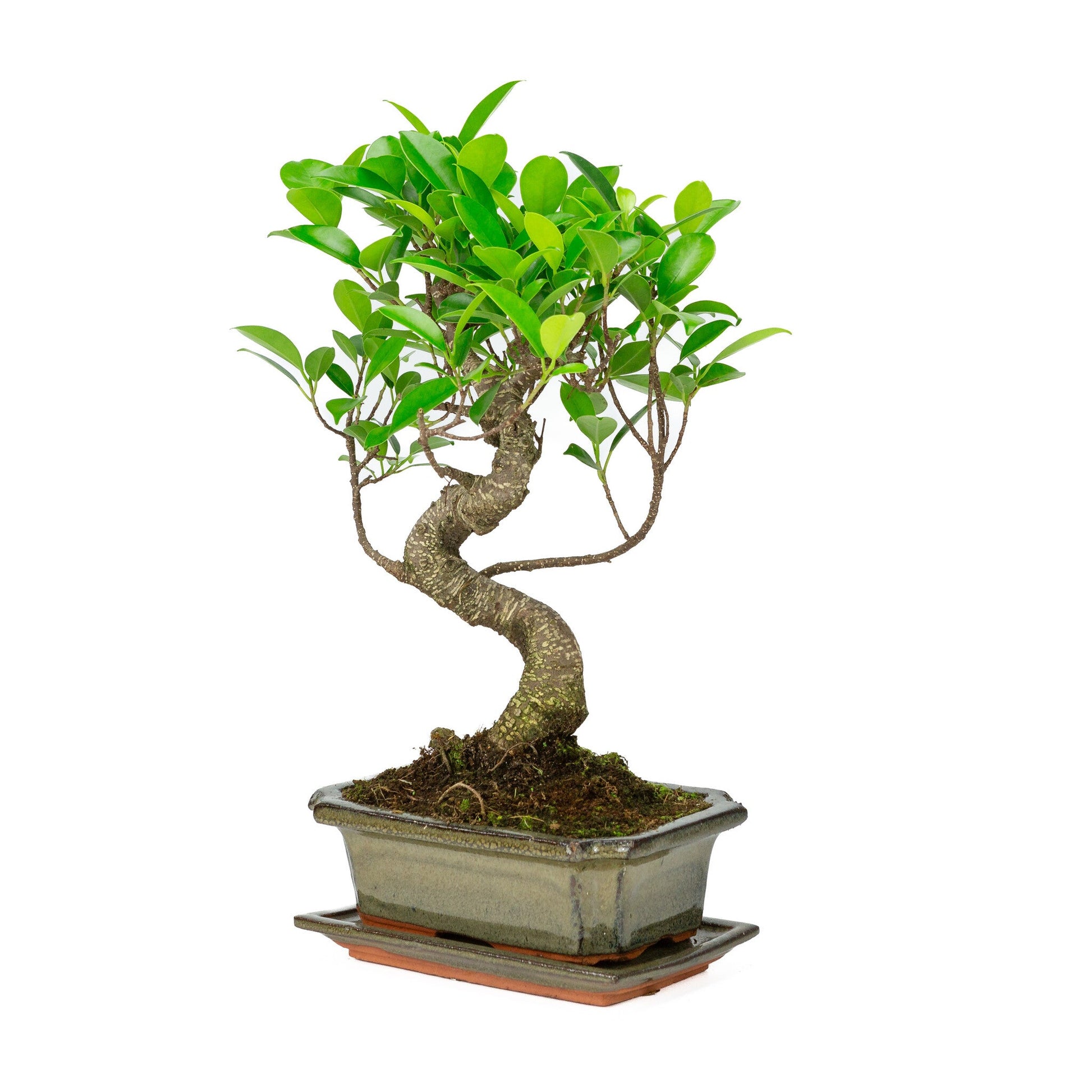 Bonsaï d'intérieur Ficus retusa forme pot rectangulaire vert 20 cm, hauteur ~ 36 cm