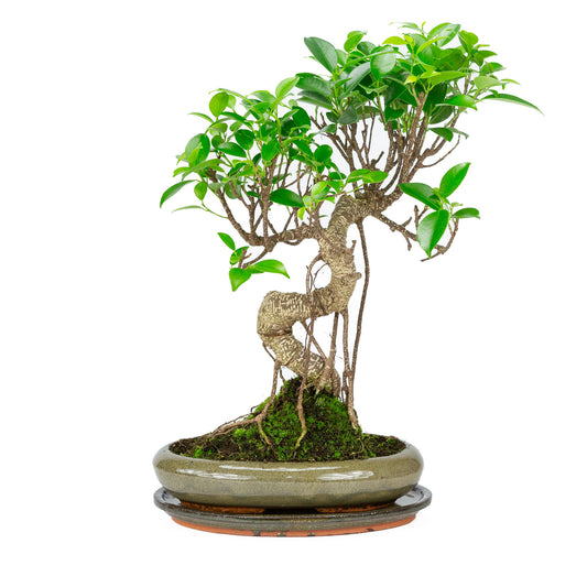 Bonsaï d'intérieur Ficus retusa, pot ovale vert de 24 cm, hauteur ~ 40 cm