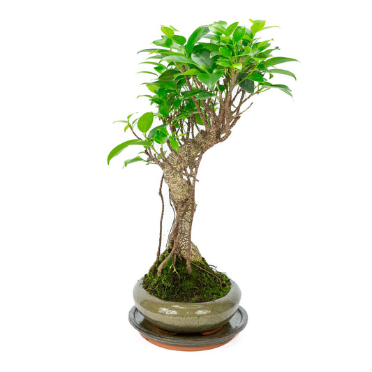 Bonsaï d'intérieur Ficus retusa, pot ovale vert de 24 cm, hauteur ~ 40 cm