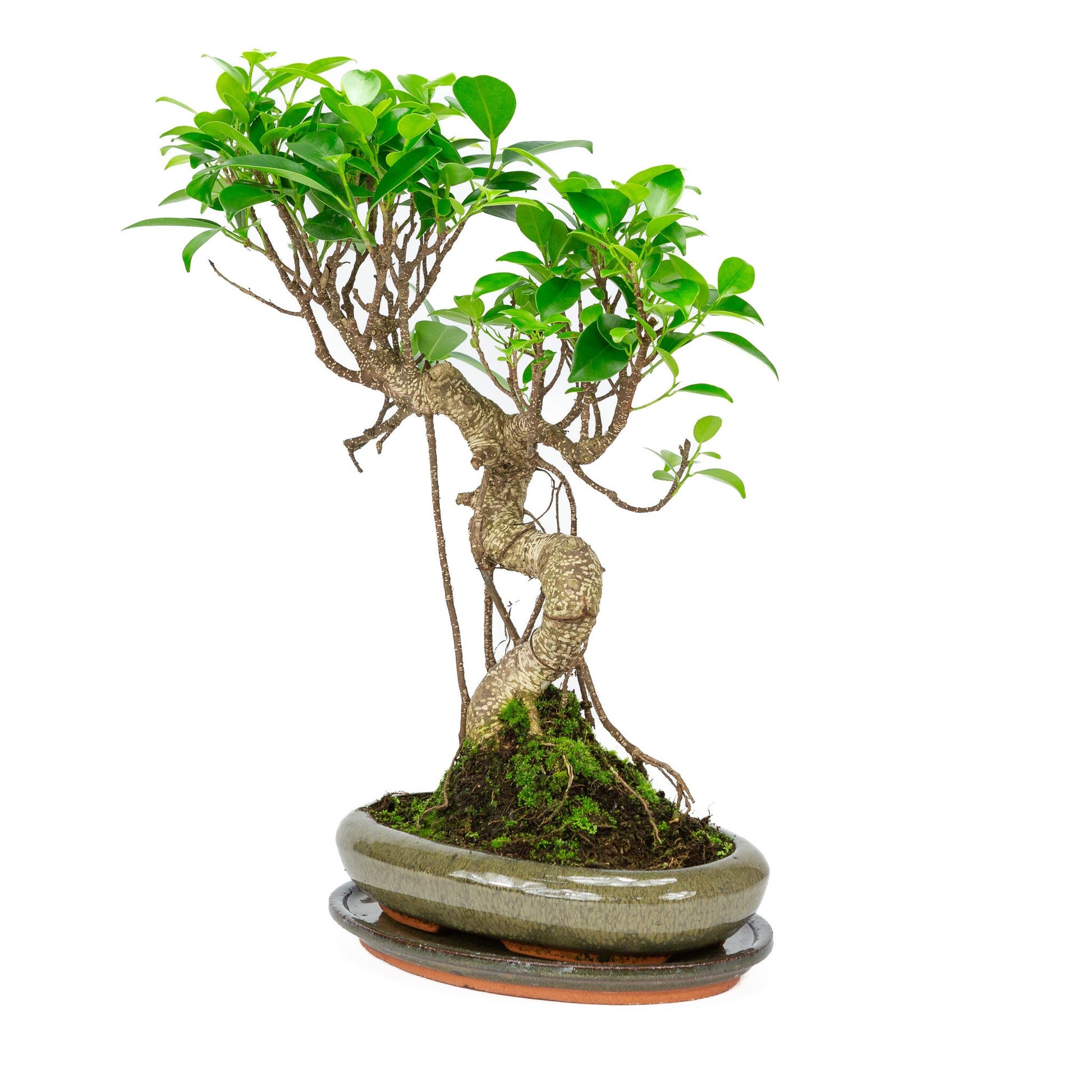 Bonsaï d'intérieur Ficus retusa, pot ovale vert 24 cm, hauteur ~ 40 cm