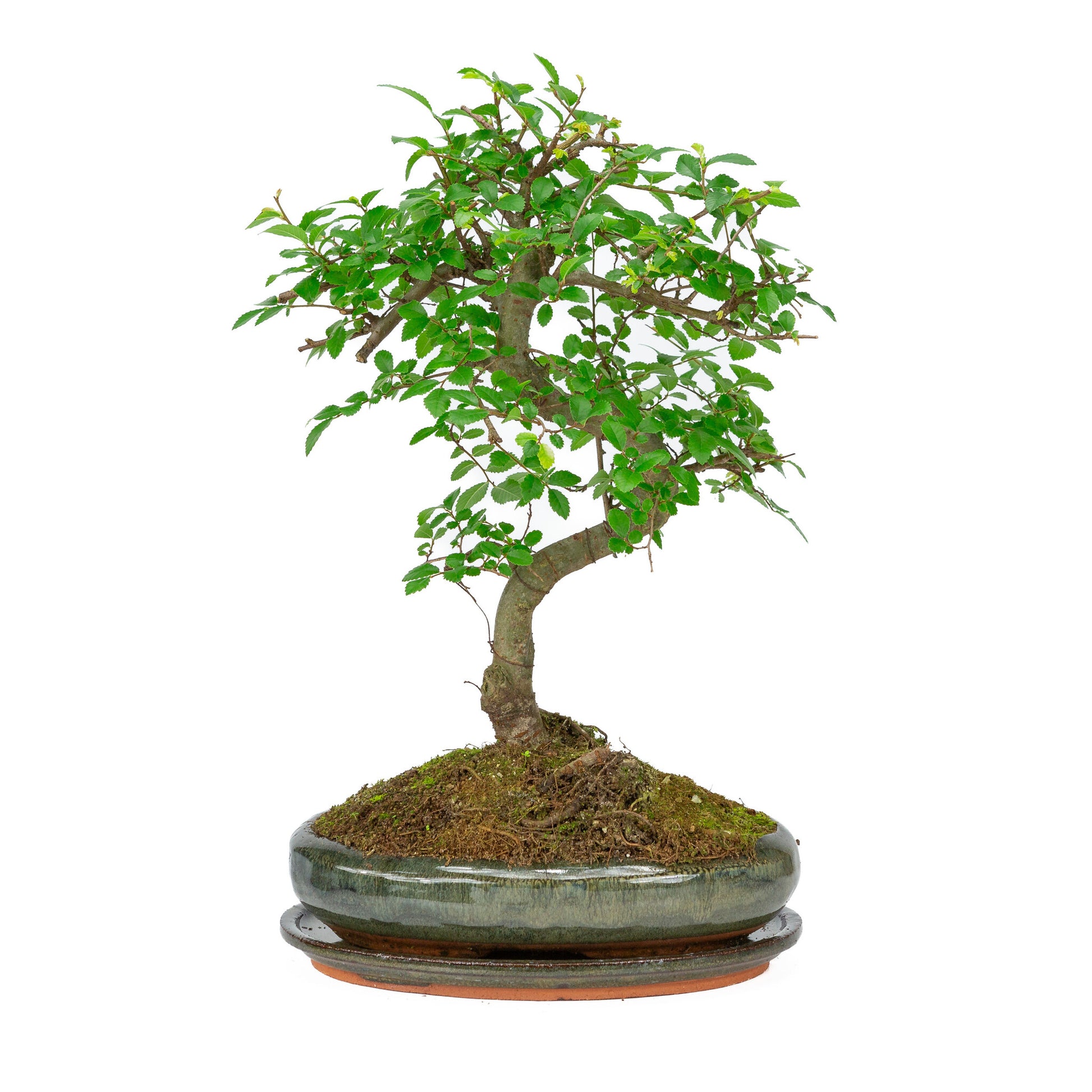 Bonsaï d'intérieur en forme de zelkova, pot ovale vert de 24 cm, hauteur ~ 35 cm