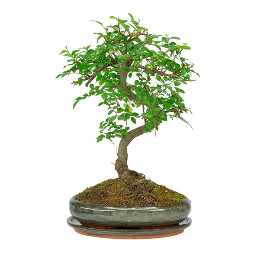 Bonsaï d'intérieur en forme de zelkova, pot ovale vert de 24 cm, hauteur ~ 35 cm