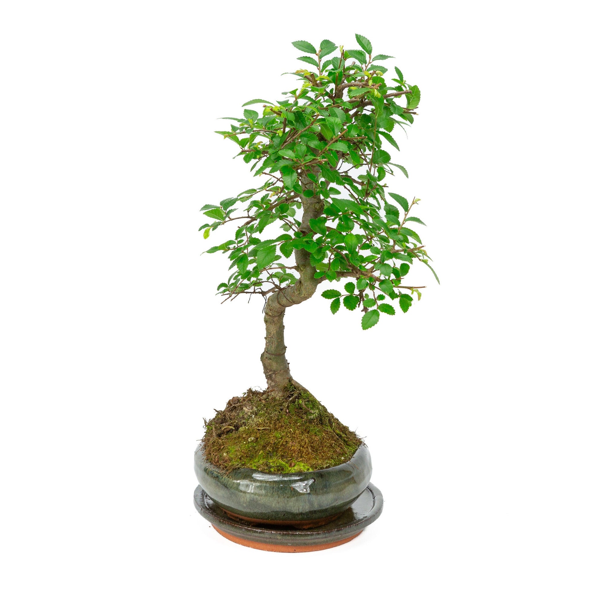 Bonsaï d'intérieur Zelkova en pot ovale vert 24 cm, hauteur ~ 35 cm