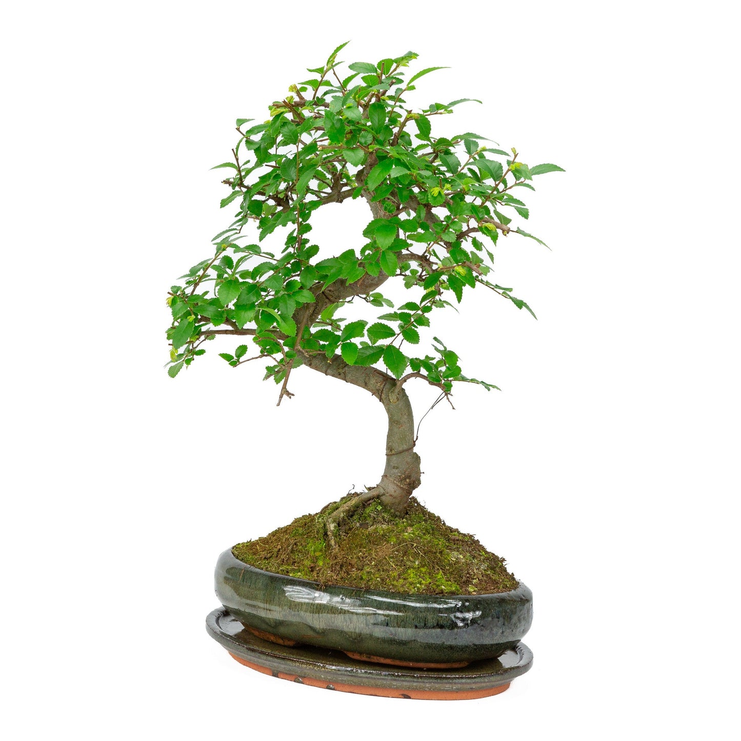 Bonsaï d'intérieur Zelkova en pot ovale vert 24 cm, hauteur ~ 35 cm