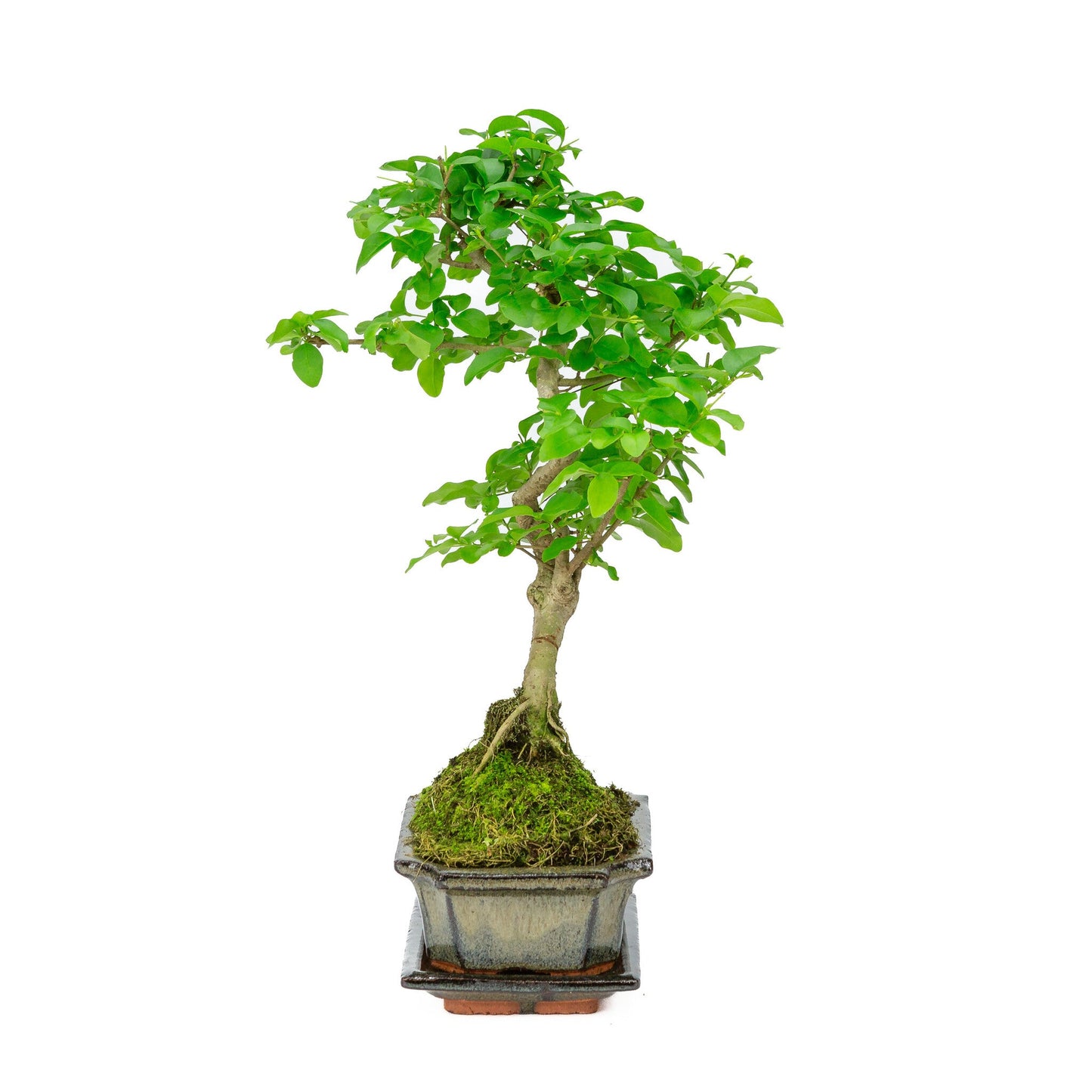 Bonsaï d'intérieur Ligustrum sinensis, pot rectangulaire vert 15 cm, hauteur ~ 28 cm