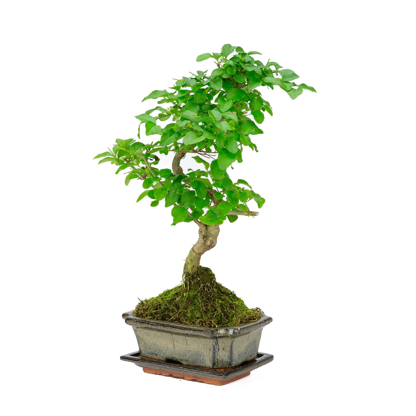 Bonsaï d'intérieur Ligustrum sinensis, pot rectangulaire vert de 15 cm, hauteur ~ 28 cm
