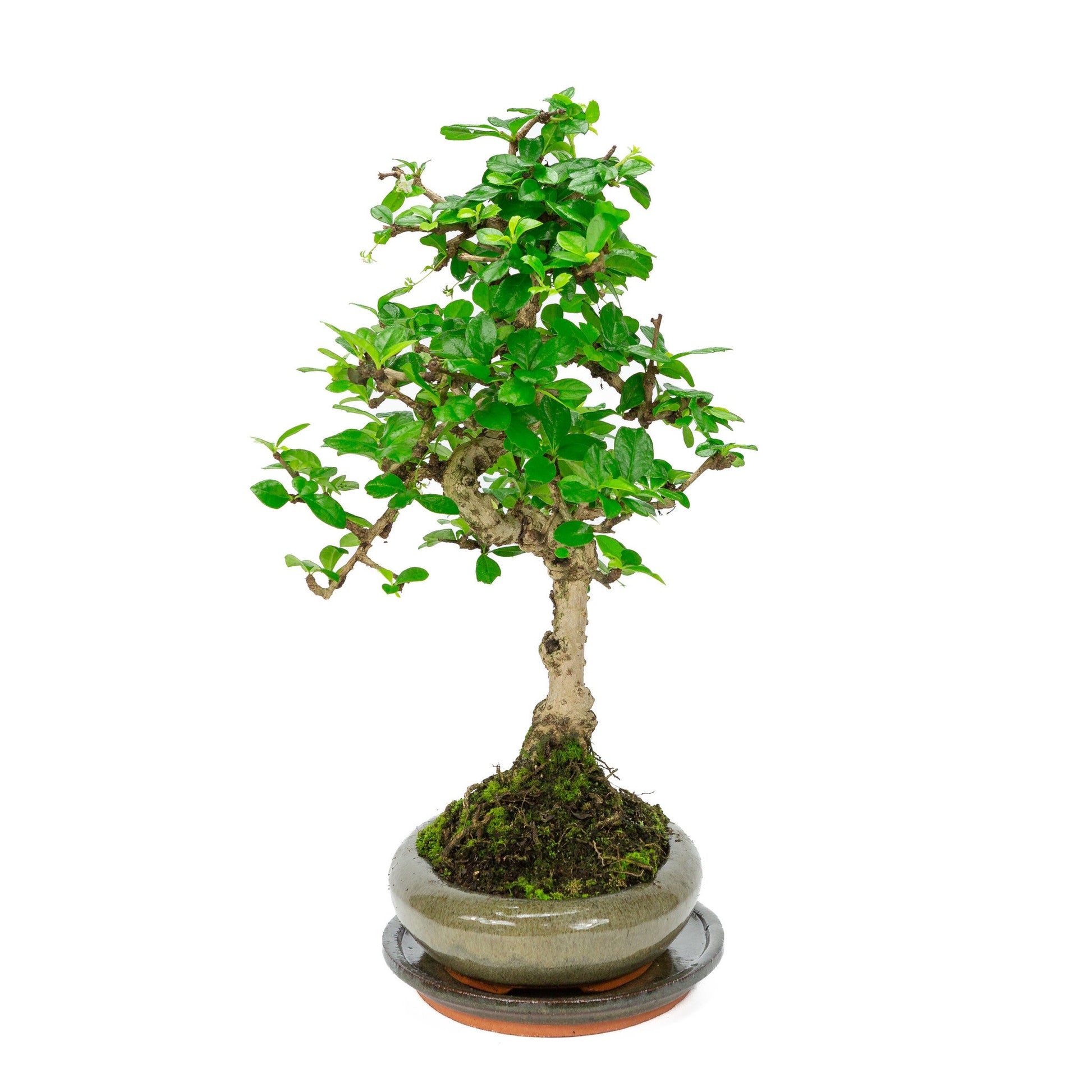 Bonsaï d'intérieur Carmona microphylla, pot ovale vert 24 cm, hauteur ~33 cm