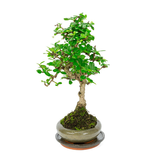 Bonsaï d'intérieur Carmona microphylla, pot ovale vert 24 cm, hauteur ~33 cm